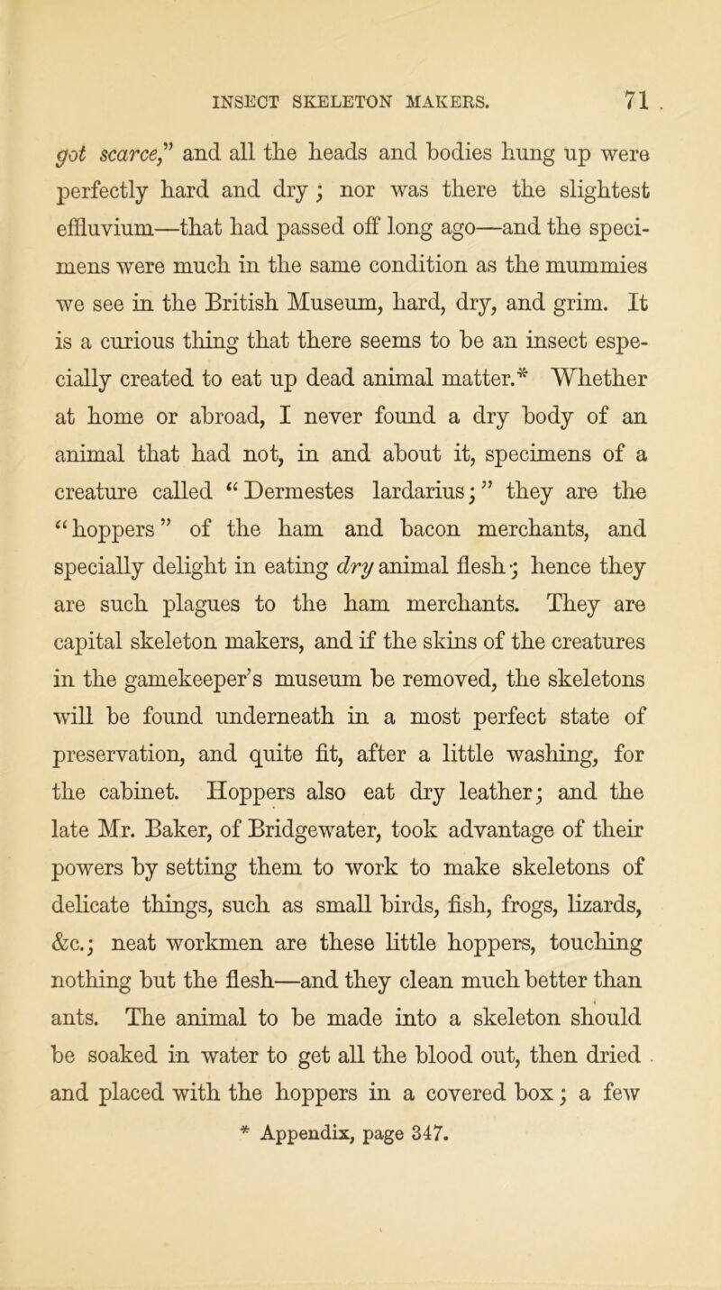 got scarce,” and all the heads and bodies hung up were perfectly hard and dry ; nor was there the slightest effluvium—that had passed off long ago—and the speci- mens were much in the same condition as the mummies we see in the British Museum, hard, dry, and grim. It is a curious tiling that there seems to he an insect espe- cially created to eat up dead animal matter.* Whether at home or abroad, I never found a dry body of an animal that had not, in and about it, specimens of a creature called “ Dermestes lardarius;they are the “ hoppers ” of the ham and bacon merchants, and specially delight in eating dry animal flesh •; hence they are such plagues to the ham merchants. They are capital skeleton makers, and if the skins of the creatures in the gamekeeper’s museum be removed, the skeletons will be found underneath in a most perfect state of preservation, and quite fit, after a little washing, for the cabinet. Hoppers also eat dry leather; and the late Mr. Baker, of Bridgewater, took advantage of their powers by setting them to work to make skeletons of delicate things, such as small birds, fish, frogs, lizards, &c.; neat workmen are these little hoppers, touching nothing but the flesh—and they clean much better than ants. The animal to be made into a skeleton should be soaked in water to get all the blood out, then dried . and placed with the hoppers in a covered box; a few