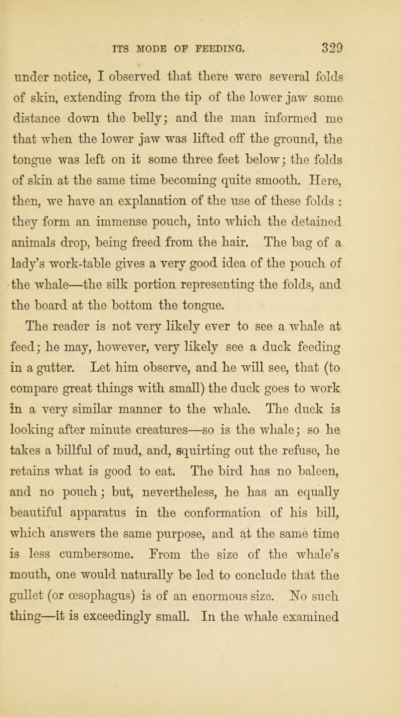under notice, I observed that there were several folds of skin, extending from the tip of the lower jaw some distance down the belly; and the man informed me that when the lower jaw was lifted off the ground, the tongue was left on it some three feet below; the folds of skin at the same time becoming quite smooth. Here, then, we have an explanation of the use of these folds : they form an immense pouch, into which the detained animals drop, being freed from the hair. The bag of a lady’s work-table gives a very good idea of the pouch of the whale—the silk portion representing the folds, and the board at the bottom the tongue. The reader is not very likely ever to see a whale at feed; he may, however, very likely see a duck feeding in a gutter. Let him observe, and he will see, that (to compare great things with small) the duck goes to work in a very similar manner to the whale. The duck is looking after minute creatures—so is the whale; so he takes a billful of mud, and, squirting out the refuse, he retains what is good to eat. The bird has no baleen, and no pouch; but, nevertheless, he has an equally beautiful apparatus in the conformation of his bill, which answers the same purpose, and at the same time is less cumbersome. From the size of the whale’s mouth, one would naturally be led to conclude that the gullet (or oesophagus) is of an enormous size. Ho such thing—it is exceedingly small. In the whale examined