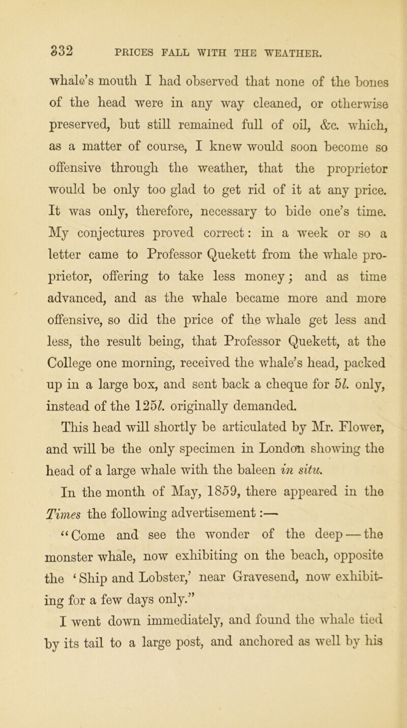 whale’s mouth I had observed that none of the hones of the head were in any way cleaned, or otherwise preserved, hut still remained full of oil, &c. which, as a matter of course, I knew would soon become so offensive through the weather, that the proprietor would he only too glad to get rid of it at any price. It was only, therefore, necessary to hide one’s time. My conjectures proved correct: in a week or so a letter came to Professor Quekett from the whale pro- prietor, offering to take less money; and as time advanced, and as the whale became more and more offensive, so did the price of the whale get less and less, the result being, that Professor Quekett, at the College one morning, received the whale’s head, packed up in a large box, and sent hack a cheque for 51. only, instead of the 1251. originally demanded. This head will shortly he articulated by Mr. Plower, and will he the only specimen in London showing the head of a large whale with the baleen in situ. In the month of May, 1859, there appeared in the Times the following advertisement:— “Come and see the wonder of the deep — the monster whale, now exhibiting on the beach, opposite the ‘ Ship and Lobster,’ near Gravesend, now exhibit- ing for a few days only.” I went down immediately, and found the whale tied by its tail to a large post, and anchored as well by his