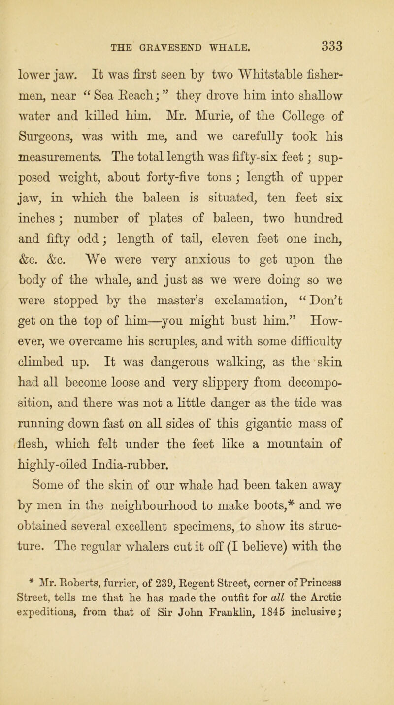 lowrer jaw. It was first seen by two Whitstable fisher- men, near “ Sea Beach; ” they drove him into shallow water and killed him. Mr. Mnrie, of the College of Surgeons, was with me, and we carefully took his measurements. The total length was fifty-six feet; sup- posed weight, about forty-five tons ; length of upper jaw, in which the baleen is situated, ten feet six inches; number of plates of baleen, two hundred and fifty odd; length of tail, eleven feet one inch, &c. &c. We were very anxious to get upon the body of the whale, and just as we were doing so we were stopped by the master’s exclamation, “ Don’t get on the top of him—you might bust him.” How- ever, we overcame his scruples, and with some difficulty climbed up. It was dangerous walking, as the skin had all become loose and very slippery from decompo- sition, and there was not a little danger as the tide was running down fast on all sides of this gigantic mass of flesh, which felt under the feet like a mountain of highly-oiled India-rubber. Some of the skin of our whale had been taken away by men in the neighbourhood to make boots,* and we obtained several excellent specimens, to show its struc- ture. The regular whalers cut it off (I believe) with the * Mr. Roberts, furrier, of 239, Regent Street, comer of Princess Street, tells me that be has made the outfit for all the Arctic expeditions, from that of Sir John Franklin, 1845 inclusive;