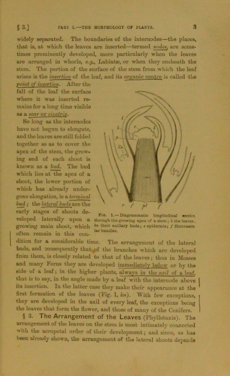 widely separated. The boandaries of the internodes—the plaecs, that is, at which the leaves are inserted—termed noden, are some- times prominently developed, more particnlaxdy wheu the leaves are arranged in whorls, e.g., Labiata?, or when thev ensheath the stein. The portion of the snrface of the stem from which the leaf arises is the imerLion of the leaf, and its onranic centre is called tho poiut of iusertion. After tho fall of tho leaf the snrface where it was inserted re- mains for a long time visible as a scar or cicatrix. So long as the internodes have not begnn to elongate, and the leaves are still folded together so as to cover the apex of the stem, the grow- ing end of each shoot is known as a bud. Tho bnd which lies at the apex of a shoot, the lower portion of which has already under- gone elongation, is a termirud bud; the lutürul lud* are tho early stages of shoots de- ... Fio. 1. — Diagrammatic longitudinal «»ctioj. veloped laterally npon a through the growing apex of a stom ; b the lcave» , growing main shoot, which tlleir a*iU**7 buil*; * epiilertnia; / abrovascn k . . ,, . lar bundles. otten remain in this con- dition for a considerable time. Tlie arrangement of the lateral buds, and consecjuently that ^of tho branches which are developed from them, is closely related to that of tho leaves; thus in Mosses and many herns they are developed immediatoly below or by the side of a leaf; in tho higher plants, always in the uxil of a leaf, that is to say, in the angle made by a leaf with tho internode above its inscrtion. In the latter case they niake their appearance at tho first formation of the leaves (fig. 1, kn). With few exceptions, they are developed in tho axil of every leaf, the exceptions being the leaves that form the flower, and tliose of many of the Conifers. § 3. The Arrangement of the Leaves (Phyllotaxis). The arrangement of the leaves on the stem is most intimatelv connected 'Nith the acropetal Order of their development; and since, as has been already sliown, tho arrangement of the lateral shoots depends