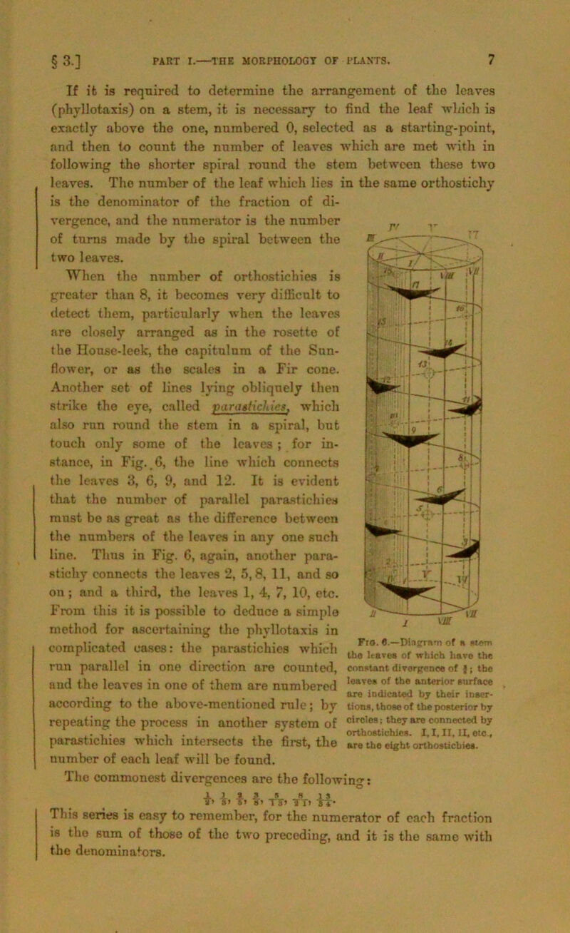 If it is reqnired to determine the arrangement of the leaves (phyllotaxis) on a stem, it is necessary to find the leaf which is exactly above the one, numbered 0, selected as a starting-point, and then to connt the nnmber of leaves which are met with in following the shorter spiral ronnd the stem between these two leaves. The nnmber of the leaf which lies in the same orthostichy is the denominator of the fraction of di- vergence, and the nnmerator is the nnmber of turns made by the spiral between the two leaves. Whcn the nnmber of orthostichies is greater than 8, it becomes very difficnlt to detect them, particnlarly when the leaves are closely arranged as in the rosetto of the House-leek, the capitnlnm of tho Snn- fiower, or as the scales in a Fir cone. Another set of lines lying obliquely then strike tho eye, called parastichies. whicli also rnn round the stem in a spiral, but touch only some of the leaves ; for in- stance, in Fig. 6, the line which connects the leaves 3, 6, 9, and 12. It is evident thnt the nnmber of parallel parastichies raust be as great as the difference between the nnmbers of the leaves in any one such line. Thus in Fig. 6, again, another para- stichy connects the leaves 2, 5,8, 11, and so on; and a third, the leaves 1, 4, 7, 10, etc. From this it is possible to dednee a simple method for ascertaining the phyllotaxis in complicated eascs: the parastichies which rnn parallel in one direction are eounted, constant divorffenee of;: the and the leaves in one of them are numbered Iuave* of the anterior ®urfRee . are indicated by their inser- accoraing to the above-inentioned nilc; by tions, thoseof the posterior by repeating the process in another System of circies; they are connected by ,.7. , . . . ,, „ , orthostichies. X.I,II, II, etc., parastichies which intersccts the first, the ar© tho eight orthostichies. tiumber of each leaf will be fonnd. The commonest divergence9 are the followin^: ■»> 3> fl fl tVi Vti T*- This series is easy to remember, for the numerator of each fraction is the sum of those of the two preceding, and it is the same with tho denominaters.