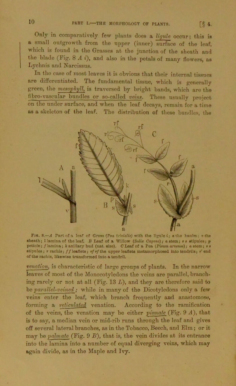 Only in comparatively few plants does a ligule occur; this is a small outgrowth from the npper (inner) surface of the leaf, tvliich is found in the Grasses at tho junction of the sheath and the blade (Fig. 8 A t), and also in the petals of many flowers, as Lychnis and Narcissas. In tho case of most leaves it is obvions that their internal tissnes are differentiated. The fundamental tissue, which is general ly green, the mesnpJnjü, is traversed by bright bands, which are the fibro-vaseular bundles or so-called veins. These usually project on the under surface, and when tho leaf decays, remain for a time as a slceleton of the leaf. The distribution of these bundles, the Fie. 8.—A Part of a leaf of Grass (Poa triviali») with the ligtilet; atlie hanlm; v the glienth; 1 lamina of the leaf. B Leaf of a Willow (Salix Caprta); astem; »s stipules; p petiole; / lamina; kaxillarybud (nat. gize). C X.eaf of a Pea (Pisum arvense); astem; <i gtipnles; rrachis; //leaflets; r/r/the npper leaflets motamorphosed into tendrilg; r'end of the rachis, likewigo transformed into a tendril. venaiion, is characteristic of large groups of plants. In the narrow leaves of most of the Monocotyledons the veins are parallel, branch- ing rarely or not at all (Fig. 13 L), and tliey are therefore said to be parallel-veined; whilo in many of the Dicotyledons only a few veins enter tho leaf, which branch frequently and anastomose, forming a rcticulated venation. According to the ramification of the veins, the venation may be either pinnate (Fig. 9 A), that is to say, a median vein or mid-rib runs through the leaf and gives off several lateral branches, as in the Tobacco, Beech, and Elm; or it may be palmate (Fig. 9 B), that is, the vein divides at its entrance into the lamina into a nnmber of equal diverging veins, which may again divide, as in the Maple and Ivy.