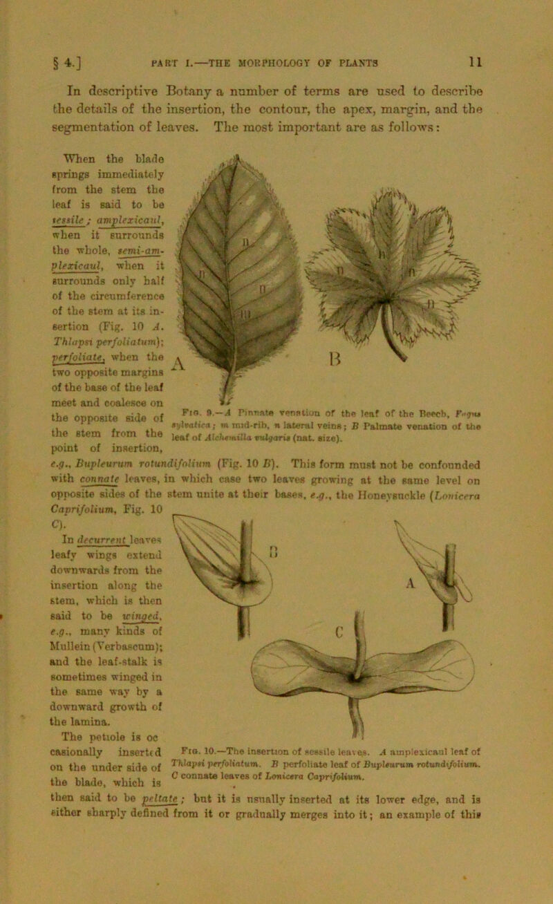 In descriptive Botany a number of terms are used to describe the details of t.he insertion, tlie contonr, the apex, margin, and tha Segmentation of leaves. The most important are as follows: When the blade ap rings immediately from the stem the leaf is said to be tttsile ; amplfxicaut, when it surrounds the wbole, semi-am- plexicaul, when it Burrounds only half of the circumference of the stem at its in- sertion (Fig. 10 A. Thlapri perfoliatum)- yerfoliate, whcn the two opposite margins of the base of the leaf meet and coalesc« on the opposite side of F'n *~A r,nT,,‘t* Ten*tiün of «>e leaf of the Beech, r-j.u . , . sylvatiai; i» mnl-rib, « lateral vcins; B Palmate venation of the the stem from the jea( 0j vulgaris (nat. eite), point of insertion, e.g., ßupleurum rotundi/alium (Fig. 10 II). This form must not be eonfotmded with connate leaves, in which case two leaves growing at the same level on opposite sides of the stem nnite at their bases, e.g., the Honeysnckle (Lonicera Capri/olium, Fig. 10 C). In deeurrent leaves leafv wings extend downwards from the insertion along the stem, which is then said to be reinged, e.g., many kinds of Müllem (Verbascum); and the leaf-stalk is sometimes winged in the same way by a downward growth of the lamina. The petiole is oc casionally inserttd Ft°. 10.—The insertion of aeseile leaves. A ampiexicau! leaf of on the under side of pttföKatum. B perfoliate leaf of Bupleurum rotundifolium. . . , , . , C connate leaves of Lonicera Capri/olium. the blade, which is . then said to be peltate; Irat it is nsnally inserted at its lower edge, and is either sharply defined from it or gradnally merges into it; an example of thi»