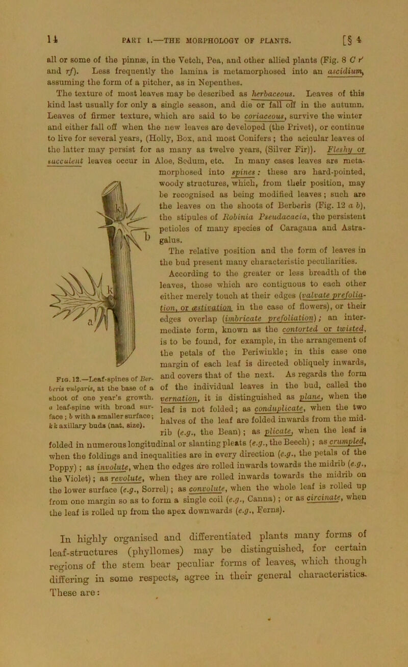 n all or some of the pinnaj, in the Vetch, Pea, and other allied plants (Fig. 8 CP and rf). Lass frequently the larnina is metamorphosed into an ascidium, assuming tlie form of a pitcher, as in Nepenthes. The texture of most leaves may be described as herbaceous. Leaves of this kind last usually for only a single season, and die or fall off in the auturnn, Leaves of firmer texture, which are said to be coriaceous, survive the winter and either fall off when the new leaves are developed (the Privet), or continua to live for several years, (Holly, Box, and most Conifers; the acieular leaves of the latter may persist for as many as twelve years, (Silver Fir)). Fleshy 07 tueculent leaves occur in Aloe, Sedum, etc. In many cases leaves ara meta- morphosed into spines: tlieso are hard-pointed, woody structures, which, from tkeir position, may be recognised as being modified leaves; such are the leaves on the shoots of Berberis (Fig. 12 ab), the stipules of liobinia Fseudacacia, the persistent pctioles of many species of Caragana and Astra- galus. The relative position and the form of leaves in the bud present many characteristic peculiarities. According to the greater or less breadth of the leaves, those which are contiguous to each other either merely touoh at their edges (valvate prefolia- tion. or astivation in the case of flowers), or their edges overlap (imbricate vrcfoliation); an inter- mediate form, known as the conturted or twisted, is to be found, for example, in the arrangement of the petals of the Periwinkle; in this case one margin of each leaf is directed obliquely inwards, FIO. 12.—Leaf-spines of Der- covers that of the next. As regards the form Lena vulgaris, at the base of a of the individual leaves in the bud, called the shoot of one year’s growth. yernation, it is distinguished as plane, when the a leaf-spine with broad sur- jea{ ig nof. f0ue(j. a8 conduplicate, when the two face; b withasmallersurface; ^ o{ the leaf arQ {0lded inwards from the mid- kkaxillary buda (nat. suse). . . • rib (e.g., the Bean); as plicate, when the leaf is folded in numerous longitudinal or slanting pleats {e.g., the Beecli); as crumpled, when the foldings and inequalities are in every direction {e.g., the petals of the Poppy) ; as involute, when the edges aro rolled inwards towards the midrib {e.g., the Violet); as revolute, when they are rolled inwards towards the rnidnb on the lower surface {e.g., Sorrel); as conuulute, when the whole leaf is rolled up from ono margin so as to form a single coil {e.g., Canna); or as circinate, when the leaf is rolled up from the apex downwards {e.g., Ferns). In highly organised and differentiated plants many forms of leaf-strnctures (pkyllomes) may be distinguished, for certain regions of the stem bear peculiar forms of leaves, which thougli differing in some respeets, agree in their general cliaracteristics. These are: