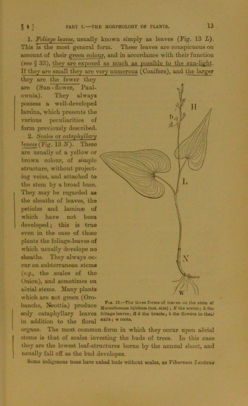 1. Foliage leaves, nsually known simply as leaves (Fig. 13 L). This is the most general form. These leaves are conspicuons 011 acconnt of their green colonr, and in accordance with their function (see § 33), they are exposed as mach as possible to the snndight. If the}’ are small they are very numcrons (Conifers), and the 1 arger they are the fewer they are (Sun - flower, Paul- ownia). They always possess a well-developed lamina, which presents the various peculiarities of form previously described. 2. Seglet or eataphyllarij leaves (Fig. 13 N). Theeo are nsnally of a yellow or brown colonr, of simple structure, without project- ing veins, and attached to the stem by a broad base. They may be regarded as the sheaths of leaves, the petioles and laminro of which have not been developed; this is true even in the case of thoso plants the foliage-leaves of which nsnally develope no sheaths. They always oc- cur on subterranean stcma (e.g., the scales of the Onion), and sometimes on aörial sterns. Many plants which are not green (Oro- banche, Neottia) produce only cataphyllary leaves in addition to the floral organs. The most common form in which they occur npou aörial stems is tkat of scales investing the buds of trees. In this case they are the lowest leaf-structures bome by the annnal shoot, and nsnally fall off as the bud dcvelopes. Fio. 13.—Tlie three form« of leaves on the stem ot JUaianthmum byolium (nat. size) ; N the scales; L the foliage leaves; U d the bracts; t> the flowers in thair axils j u> roots. Sonic indigenous trees have naked buds withent scales, as Vibumum Lanlana