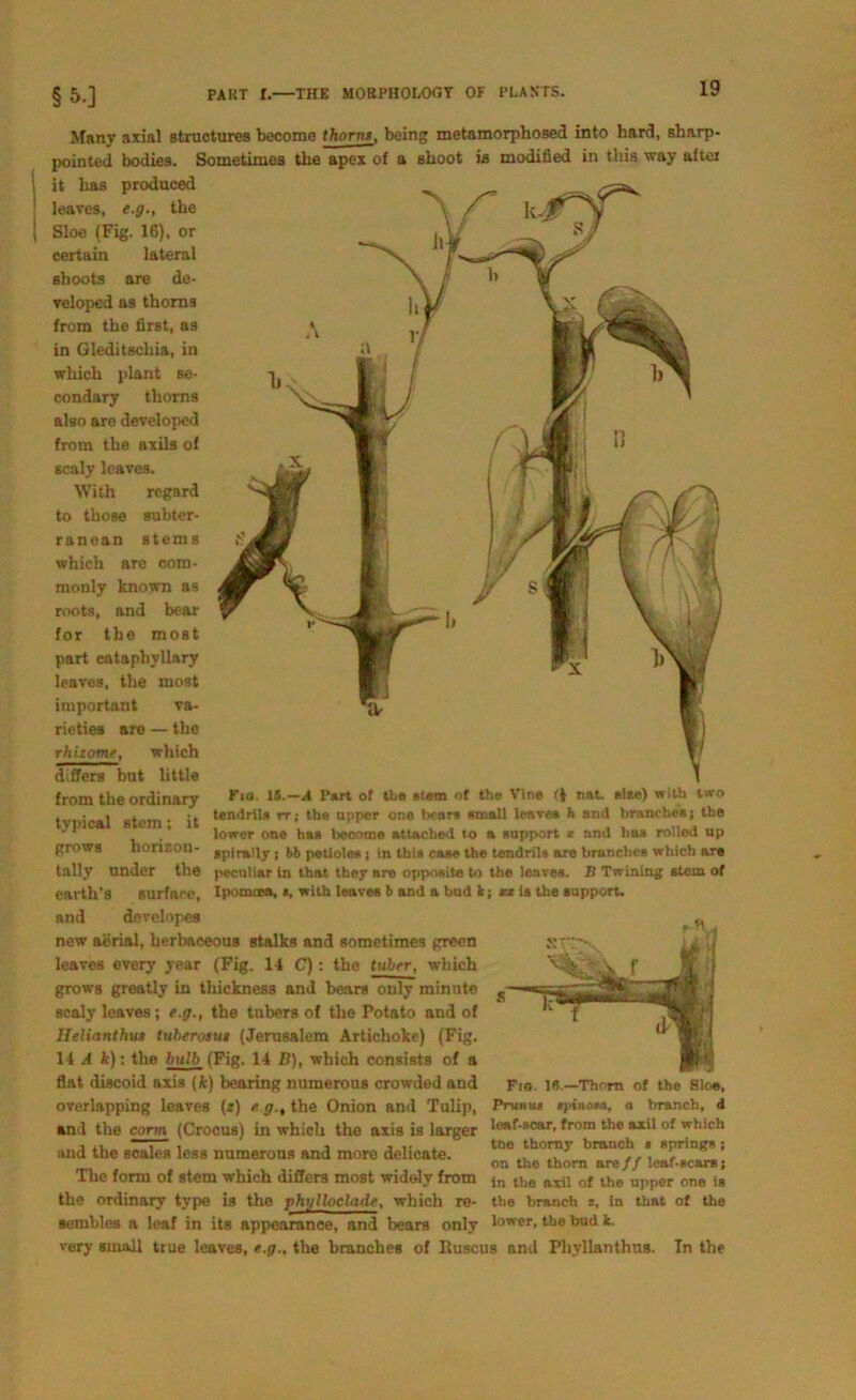 §5-] Many axial structures become thorns, being metamorphosed into hard, sharp- pointed bodiea. Sometimes tlie apex of a ahoot ia modified in tliis way aftei it baa produced leaves, e.g., tbe Sloe (Fig. 16), or certain lateral sboots are de- veloped aa thorna from tbe first, as in Gleditacbia, in which plant se- condary thorna also are developed from tbe axila of scaly leaves. With rcgard to tbose subter- ranean stema which are com- monly known as roots, and bear for tbe moat part catapbyllary leaves, tbe moat important va- rieties are — tbe rhizome, wbicb differs bnt little from tbe ordinary typical stein; it grows horixon- tally under tbe earth'a surface, and developes new aiirial, herbaceoua atalks and sometimes grecn leaves every year (Fig. 14 C): tbe tuber, which grows greatly in thicknes3 and beara only minute scaly leaves; e.g., tbe tnbers of tho Potato and of Helianthus tuberosut (Jerusalem Articboke) (Fig. 14 A k): tbe bulb (Fig. 14 B), which consista of a flat discoid axis (k) bearing numeroua crowded and overlapping leaves (z) e g.t tbe Onion and Tulip, and the corm (Crocua) in wbicb the axis ia larger and the scalea less numerons and more delicate. Tbe form of stem which differs moat widelv from tbe ordinary type ia the phylloclade, which re- sembles a leaf in its appearance, and bears only Fio. IS.—A Pan of the stem of tho Vine (1 nat. eise) with iwo tendrils rr; the npper one bear» small leaves fc and branches; tbe lower one ha* become attached to a Bupport * and bas rolled up spirally i bb petioles j in this ca*e the tendrils are branches which are pecnliar in that they are opposite to the leaves. II Twining atem of Ipomcea, s, with leaves b and a bnd k; rx is the support. Fio. IS.—Thorn of the Sloe, Prunus spinosa, o branch, d leaf-scar, from the axil of which tho thoray branch s springe; on the thorn are// leaf-scars; in the axil of the npper one is the branch s, in that of the lower, the bud k. very amall true leaves, e.g., tbe branches of Ruscus and Phyllanthns. Tn the