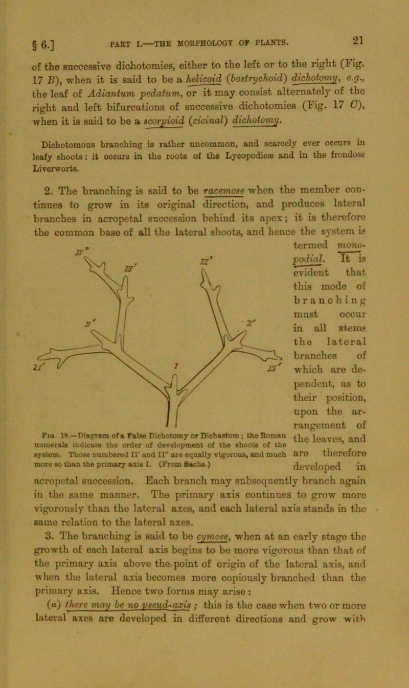 §6-1 of the successive dichotomies, either to the left or to the right (Fig. 17 B), when it is said to be a helicoid (bostnjchoid) dichotomy, e.g., the leaf of Adianium pedatum, or it may consist alternately of the right and left bifurcations of snccessive dichotomies (Fig. 17 C), when it is said to be a scorpioid (cicinal) dichotomy. Dichotomous branching is rather uncommon, and scarcely ever occura in leafy shoots: it occurä in the roots of the Lycopodieae and in the frondos« Liverworts. 2. The branching is said to be racemose when the member con- tinues to grow in its original direction, and produces lateral branches in acropetal snccession behind its apex; it is therefore tho common base of all the lateral shoots, and hence the svstem is . termed mono- podial. It is evident that this mode of branching must occur in all sterns the lateral branches of which are de- pendent, as to their position, upon the ar- rangement of the leaves, and are therefore developed in acropetal snccession. Each branch may subseqnently branch again in the same manner. The primary axis continues to grow more vigorously than tho lateral axes, and each lateral axis Stands in the same relation to the lateral axes. 3. The branching is said to be cymose, when at an early stage the growth of each lateral axis begins to be more vigorons than that of the primary axis above the point of origin of the lateral axis, and when the lateral axis becomes more copiously branched than the primary axis. Hence two forms may arise; (a) the.ro may he no vseud-axis ; this is the case when two or more lateral axes are developed in different directions and grow wit.b Fis. 18 — Diatrram of» Fa!»o Dichotomy or Dichorfntn ; the Roman nutuerals indicate tho Order of development of the ehoots of the eyBtom. Those numbered II' and II are cqually vigorous, and much more so than the primary axis I. (From Bachs.)