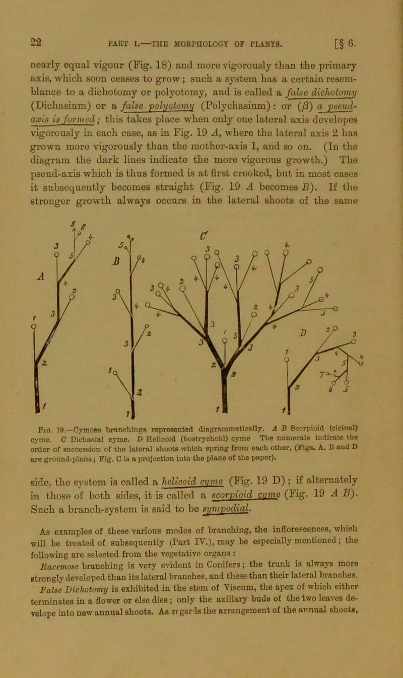 nearly equal vigour (Fig. 18) and more vigorously than tlie primary axis, which soon ceases to grow; such a System has a cei’tain resem- blance to a dieliotomy or polyotomy, and is called a false dichotomy (Dicliasium) or a false pohiotomy (Polychasium): or (/3) a yseud- axis is formet!; this takes place when only one lateral axis developes vigorously in each case, as in Fig. 19 A, where the lateral axis 2 lias grown more vigorously than the mother-axis 1, and so on. (In the diagram the dark lines indicate the more vigorous growth.) The pseud-axis which is thus formed is at first crooked, but in most cases it subsequently becomes straight (Fig. 19 A becomes B). If the strenger growth always occurs in the lateral shoots of the same Fig. 19.—Cymose branchings represented diagrammntically. A B Scorpioid (cicinal) cyme. C Dicbasial cyme. I) Helicoid (bostrychoid) cyme The numorals indicate the Order of succession of the lateral shoots which spring from each other, (Figs. A, B and I) are ground-plans j Fig. C is a projection into the plane of the paper). side, the System is called a helicoid rinne (Fig. 19 D) ; if alternately in those of both sides, it is called a scorpioid cume (Fig. 19 A B). Such a branch-system is said to be sy tupodial. As examples of these various modes of branching, tlio inflorescences, which will bo treated of subsequently (Part IV.), may be especially mentioned; the following are selected from the vegetative Organs : Racemose branching is very evident in Conifers; the trank is always more strongly developed than its lateral branches, and these than their lateral branches. False Dichotomy is exliibited in the stem of Viscum, the apex of which either terminates in a flower or eise dies; only the axillary buds of the two leaves de- velope into new annual shoots. As rrgards the arrangement of the annual shoots,