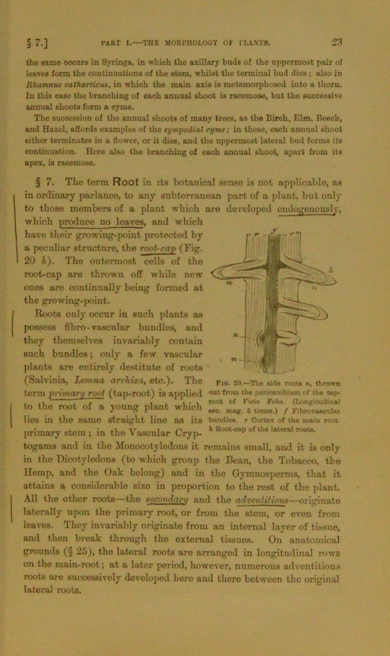 the same occurs in Syringa, in wliich the axillary buda of the nppermost pair of Ieaves form the continuations of the stem, wliilst the terminal bud dies ; also in Rhamnus catharticus, in wliich the main axis is metamorphosed into a thorn. ln tliis case the branching of each anuual shoot is racemose, but the successive annual shoots form a cyme. The suceession of the annual shoots of many trees, as the Birch, Elm, Beech, and Hazel, affords examples of the sympodial cyme; in these, each annual shoot either terminates in a flower, or it dies, and the uppermost lateral bud forrns its continuation. Here also the branching of each annual shoot, apart from its apex, is racemose. § 7. The term Root in its botanical sense is not applicable, as in orclinary parlance, to any subterranean pari of a plant, but only to those members of a plant wliich are developed cndogcnously, which produco no Ieaves, and wliich liave their growing-point protected by a peculiar structnre, the root-cap (Fig. 20 7i). The outermost cells of the root-cap are thrown off while new ones are continually being formed at the growing-point. Roots only occur in such plants as possess fibro-vascular bundles, and they themselves invariably contain such bundles; only a few vascular plants are entirely destitute of roots (Salvinia, Lemna arrhiza, etc.). The term primani root (tap-root) is applied to the root of a young plant which lies in the same straight line as its primaiy stem; in the Vascular Cryp- k ^“P of th. lateral roots. togams and in the Monocotyledons it remains small, and it is only in the Dieotyledons (to which group the Bean, the Tobacco, the Hemp, and the Oak belong) and in the Gymnosperms, that it attains a considerable size in proportion to the rest of the plant. All the other roots—tho gocotufiini and the cuivenlitiout—originate laterally upon the primary root, or from tlie stem, or even from Ieaves. They invariably originate from an internal layer of tissne, and then break through the external tissues. On anatomical grounds (§ 25), tho lateral roots are arranged in longitudinal rows on the main-root; at a later periocl, however, numerous adventitious roots are successively developed höre and therc betwecn the original lateral roots. Fto. 20.—The aide root« n, thrown ont from the pericambium of the tap- root of Ficia Faha. (Longitudinal sec. mag. 6 time«.) / Flbrovascnlai bandle«, r Cortex of the main root