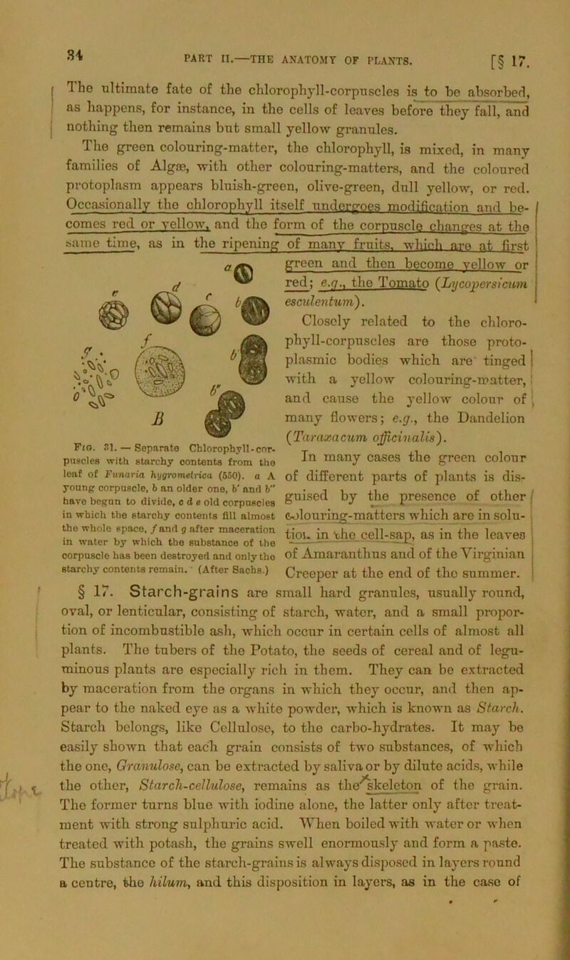 Tho ultimate fato of the chlorophyll-corpuscles is to be absorbed, as liappens, for instance, in tho cells of loavea before they fall, and nothing then remains but small yellow grannles. The grecn colouring-matter, tho Chlorophyll, is mixed, in many families of Algae, with other colouring-matters, and the coloured protoplasm appears bluish-green, olive-green, dnll yellow, or red. Occasionally tho Chlorophyll itsclf undorgoes modificat.ion and he- comes red or yellow, and the form of the corpuscle changcs at the aame time, as in the ripening of many frnits. which n.re nt first grecn and then become yellow or red; e.q., tho Tomato (Lycopersicum esculentum). Closcly related to the chloro- phyll-corpnseles are tliose proto- plasmic bodies which are' tinged with a yellow colouring-matter,! and cause the yellow colour of \ many flowers; e.rj., the Dandelion (Taraxacum ojficinalis'). In many cases the green colour of different parts of plants is dis- guised by the presence of other ( eolourinsr-matters which are in solu- —O.-... . . , tion in the cell-sap, as in the learea of Amaranthus and of the Virginian Creeper at the end of tho snmmer. § 17. Starch-grains are small liard granulös, usually round, oval, or lenticular, consisting of starch, water, and a small propor- tion of incombustiblo ash, which occur in certain cells of almost all plants. The tubers of the Potato, the seeds of cereal and of legu- minous plants aro especially rieh in them. They can be extracted by maceration from the organs in which they occur, and then ap- pear to the naked eye as a white powder, which is known as Starch. Starch belongs, liko Cellulose, to the carbo-hydrates. It may be easily shown that eacli grain consists of two substances, of which the onc, Granulöse, can be extracted by salivaor by dilute acids, while the other, Starch-celhdose, remains as the^skcleton of the grain. The former turns blue with iodine alone, the latter only aftcr treat- ment with strong sulphuric acid. When boiledwith water or when treated with potash, the grains swell enormously and form a paste. The substance of the starch-grains is alvvaysdisposed in layers round a ccntre, felio hilum, and this disposition in layers, as in the caso of Fig. 81. — Separate Chlorophyll - cor- puscles with starehy contents from the leaf of Funaria hygromelrica (550). a A young corpuscle, b an older one, V and b have begnn to divide, ede old corpnacles in which tho starehy contents fill almost tho whole space, /and g after maceration in water by which the substance of the corpuscle has been destroyed and only tho starehy contents remain.' (After Sachs.)