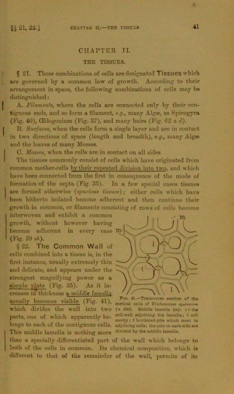 CHARTER II. THE TISSUES. § 21. Those combinations of cells are designated Tissues which are governed by a common law of growth. According to their arrangernent in space, the following combinations of cells may bo distinguished: A. Filaments, where the cells are connected only by their con- tignous ends, and so form a filament, e.g., many Al<rne, as Spirogyra (Fig. 40), CEdogonium (Fig. 37), and many hairs (Fig. 62 a d). B. Surfaces, when the cells form a single layer and are in contaot in two directions of space (length and breadth), e.g., many Algt» and the leaves of many Mosses. C. Massen, when the cells are in contact on all sides The tissnes commonly consist of cells which have originated from common mother-cells by their repeated divi.-ion into two. and which have been connected from the first in conseqnence of the mode of formation of the septa (Fig. 35). In a few special cases tissnes are formed otherwise (npurioits tissues); eitlier cells which have been hitherto isolated become adherent and then continne their growth in common, or filaments consisting of rows of cells become interwoven and exhibit a common growth, without however having become adherent in every case (Fig. 39 sh). § 22. The Common Wall of cells combined into a tissne is, in the first instance, usually extremely thin and delicate, and appears ander the strongest magnifying power as a Bimple plate (Fig. 35). As it in- creases in thickness a middle lamvlla psnally betontes visible (Fig. 41), ceiu of Trichom which divides the wall into two (x ßOO). Middle lamella (m): »ithe parts, ono of which apparently be- ceU:waU<^°^ t'1® ,amella: 1 cel! * . J cavity; t bordered-pits which meet in longs to each of the contignons cells. ttdjmninsi cellw; the pits on e&ch 8ide are This middle lamella is nothing more d'vltled hy tho middle lameiia. than a specially differentiated part of the wall which belongs to both of the cells in common. Its Chemical composition, which is different to that of the remainder of tho wall, permits of its