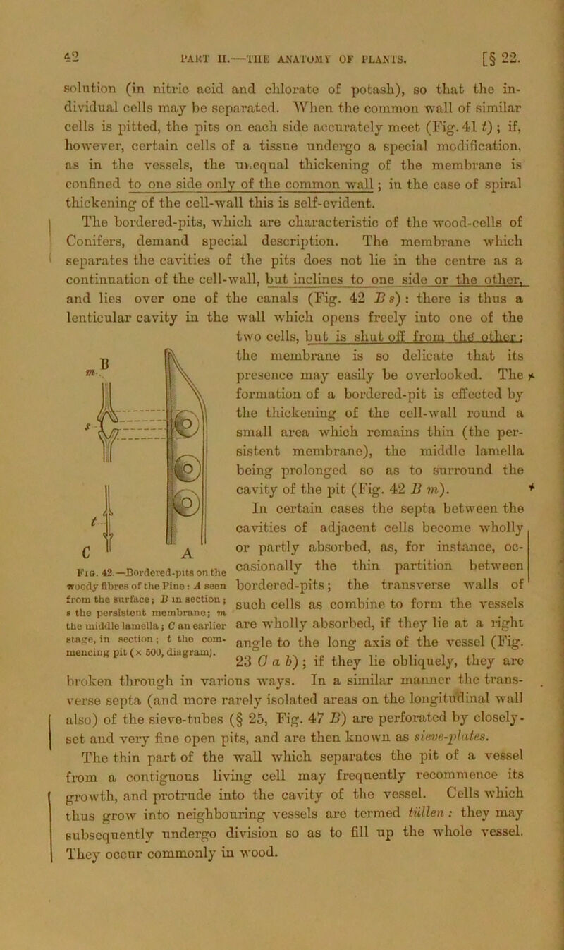 eolution (in nitric acid and clilorate of potash), so tliat the in- dividual colls may be scparated. When the common wall of similar cells is pitted, the pits on each side aecurately meet (Fig. 411) ; if, however, certain cells of a tissue undergo a special modification, as in the vessels, the unequal thickening of the membrane is confincd to one side only of the common wall; in the case of spiral thickening of the cell-wall this is self-evident. The bordered-pits, which are characteristic of the wood-cclls of Conifers, demand special description. The membrane which separates the cavities of the pits does not lie in the centre as a continuation of the cell-wall, but inclincs to one side or the other. and lies over one of the canals (Fig. 42 B s) : there is tlius a lentieular cavity in the wall which opens freely into one of the two cells, but is sliut off from thg other; the membrane is so delicate that its presence may easily be overlooked. The formation of a bordered-pit is effected by the thickening of the cell-wall round a small area which remains thin (the per- sistent membrane), the middle lamella bcing prolonged so as to surround the cavity of the pit (Fig. 42 B in). In certain cases the septa between the cavities of adjacent cells become wholly or partly absorbed, as, for instance, oc- Fio. 42.—Bordered-pits on the casi°nally tho thin partition between *oody flbrea of the Pine: A seeu bordered-pits; the transverse walls of from the surfuce; li m section; Slicjj cells as combine to form the vessels s the persistent membrane j m .... the middle lamella; Caneariier are wholly absorbed, if they lie at a right stage, in section; t tho com- an<r[e to the long axis of the vessel (Fig. mencirigpit(x 500, diagram). ° . . , 23 G a b) ; if they lie obliquely, they are broken through in various ways. In a similar manner the trans- verse septa (and more rarely isolated areas on the longitudinal wall also) of the sieve-tubcs (§ 25, Fig. 47 B) are perforatcd by closely- set and very fine open pits, and are tlien known as sieve-plates. The thin part of the wall which separates tho pit of a vessel from a contiguous living cell may frequently recommeuce its growth, and protrude into the cavity of the vessel. Cells which tlius grow into neighbouring vessels are termed tüllen : they may subsequently undergo division so as to fill up the whole vessel. They occur commonly in wood.