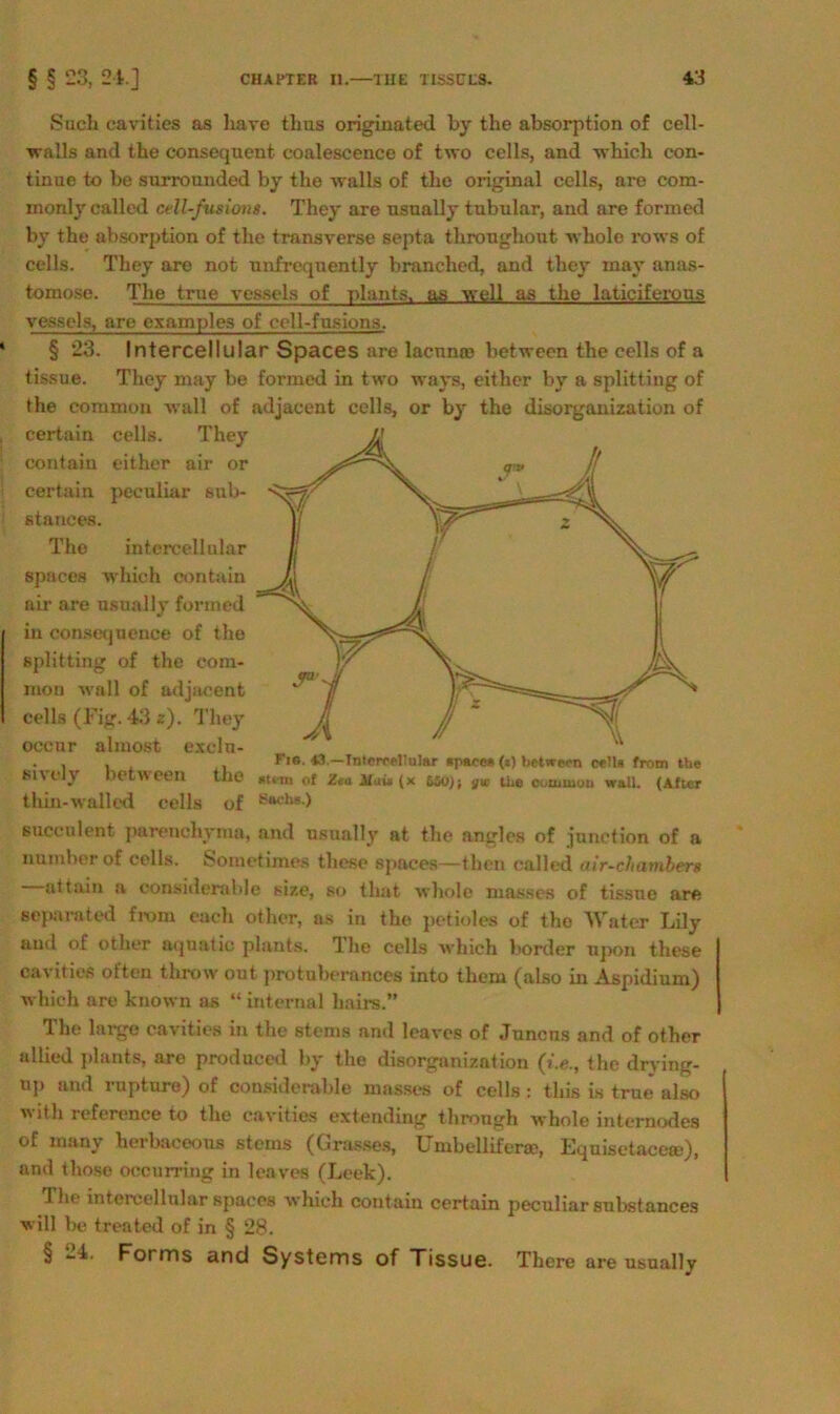 Such eavities as liave thus originated by the absorption of cell- walls and the consequent coalescence of two cells, and which con- tinue to be surrounded by the walls of the original cells, nre com- inonly called cell-fusiont. They are usually tubulär, and are formed by the absorption of the transverse septa tliroughout whole rows of cells. They are not unfrequently branched, and they may anas- tomose. The trne vessels of plants. as well as the laticiferous vessels, are examples of ccll-fusions. § 23. Intercellular Spaces are lacuniB between the cells of a tissue. They may be formed in two ways, either by a Splitting of the common wall of adjacent cells, or by the disorganization of certain cells. They contain either air or certain pecuiiar sub- stances. The intercellular spaces which contain air are usually formed in conseqnence of the Splitting of the com- mon wall of adjacent cells (Fig. 43 z). They occur almost excln- . , , fir, 43.—IntcrceUular Space* (j) between ee!U from the Kively between the «u-m of Zeailau(x 650); yw tho oonuaon wall. (After thin-wallcd cells of Sachs> succulent parenchyma, and usually at the angles of junetion of a numlier of cells. Sometimes these spaces—then called air-chambers attain «v considerable size, so that whole masses of tissue are separnted from euch other, as in the petioles of the Water Lily and of other aquatic plants. Hie cells which border upon these eavities ofteu throw out protuberances into tliem (also in Äspidium) which are kuown as “ internal hairs.” The large eavities in the stems and leaves of Junens and of other allied jilants, are produced by the disorganization (*.«., the drying- uj) and rupture) of considerable masses of cells : tliis is true also with reference to the eavities extending through whole internodes of many herbaceous stems (Grasses, IJmbelliferae, Equisetacem), and those occurring in leaves (Leck). The intercellular spaces which contain certain pecuiiar substances will be treated of in § 28. § ‘-'F Forms and Systems of Tissue. There are usually