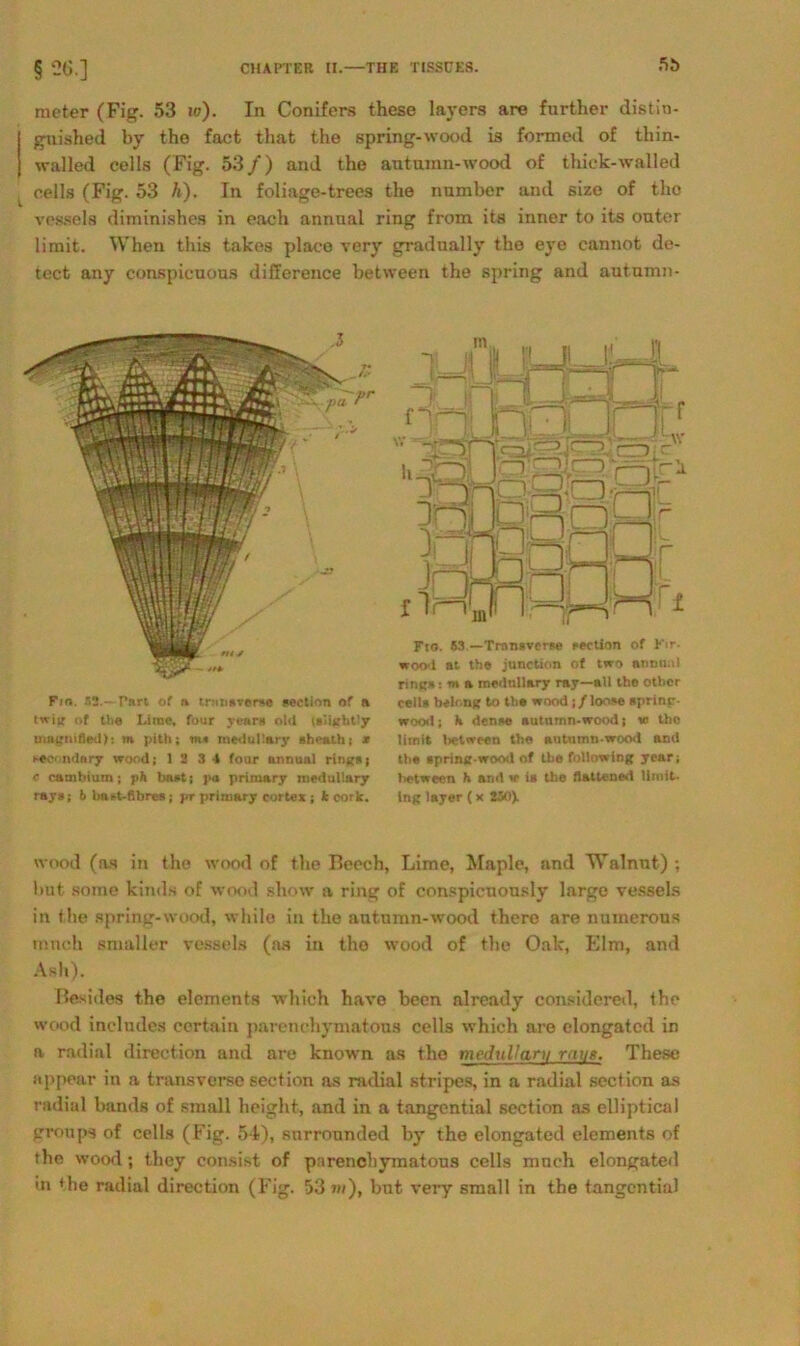 raeter (Fig. 53 io). In Conifers these layers are further distin- guiahed by tho fact tliat the spring-wood is formed of tliin- vralled cells (Fig. 53/) and the autnmn-wood of thick-walled cells (Fig. 53 h). In foliage-trees the number and size of tho vessels diminishes in each annnal ring from its inner to its outer limit. When this takes place very gradually the eye cannot de- tect any conspicuous difference between the spring and autumn- Fio. 52.—Pari of a tmiidrerse »ection of » twiir of the Lime, four yeara old (»ii«htly mngnifled): m pitli; m« meduüary »heath; * Keondary wood; 1 2 3 4 four animal rintr« i e cambium; ph hast; j'a primary medullary rays; b batt-ßbre»; pr primary cortex ; t corlc. Fso. $3.—Transverse »ection of K:r- woo-1 at the junction of two an mul nnc»: m a mednllary ray—all the other cell» belonjf to tbe wood ;/loose «prinr- wood j h denae autnmn-wood; w tho limit between tbe autnmn-wood and the »printt-wood of tbe followinjj ycar; hetwecn h and w ia the flattened limit. Lng layer ( x 250). tvood (as in tho wood of the Beech, Lime, Maple, and Walnnt) ; but some kinds of wood sliow a ring of conspicnonsly large vessels in the spring-wood, while in the autnmn-wood there are numerous mneh smaller vessels (as in tho wood of the Oak, Elm, and Ash). Beides the elements which have been already considered, the wood includes certain parenchymatons cells which are elongated in a radial direction and are known as tho meduUani raus. These appear in a transverso section as radial stripes, in a radial section as radial bands of small licight, and in a tangential section as elliptical groups of cells (Fig. 54), surronnded by the elongated elements of the wood; they consist of parenchymatous cells mnch elongated in the radial direction (Fig. 53 m), but very small in the tangential