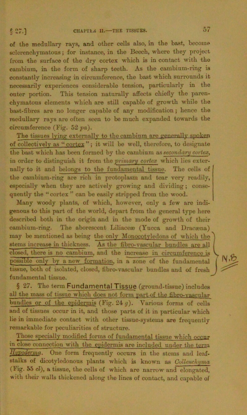 of the medullary rays, and other cells also, in the bast, becoine sclerenchymatous; for instance, in tho Beech, where they project frorn tho surface o£ tho dry cortex which is in contact with tho cambium, in tho form of sharp teeth. As the cambium-ring is constantly increasing in circnniference, the bast which surrounds it necessarily experiences eonsiderable tension, particnlarly in the onter portion. Tliis tension natnrally affects chiefly the paren- chymatons elements which are still capable of grovvth while the bast-fibrcs are no longcr capable of any modification; hence the medullary rays are often seen to be much expanded towards the circumference (Fig. 52 pa). The tissues lying extemallv to the cambium are penornlly spoken of collectivelv as “ cortex ” : it will be well, therefore, to designate the bast which lias been formed by the cambium as secondary cortex, in Order to distinguish it from the primary cortex which lies exter- nally to it and belongs to tho fundamental tissue. The cells of the cambium-ring are rieh in protoplasm and tear very readily, especially when they are aetively growing and dividing; conse- quently the “ cortex ” can be easily ütripped from the wood. Many woody plants, of which, however, only a few are indi- genous to this part of the world, depart from the general type here described both in tho origin and in the mode of growth of their cambium-ring. The aborescent Liliaceco (Yucca and Dracaena) may be mentioned as being the only Monocotvledons of which tho sterns inerease in thickness. As the fihro-vascular bnndles are all closed, there is no cambium, and the increaso in circumference is possible only by a new formation. in a zone of tho fundamental ( tissue, both of isolated, closed, fibro-vascular bundles and of fresh ) fundamental tissue. § 27. The term Fundamental Tissue (ground-tissue) includes all the mass of tissue which docs not form partof the fibro-vasenlar bundlcs or of tho epidermis (Fig. 24. </). Varions forms of cells and of tissues occur in it, and those parts of it in particular which lie in immediate contact with other tissue-systems are frequently remarkable for peculiarities of structure. Those specially modifie<l forms of fundamental tissue which neenr in closo Connection with the epidermis are included under tho term Ihivoderma. One form frequently occurs in the stems and leaf- stalks of dicotylcdonous plants which is known as Collenchi/ma (Fig. 55 cl), a tissue, the cells of which are narrow and elongated, with their walls thiekened along the lines of contact, and capable of