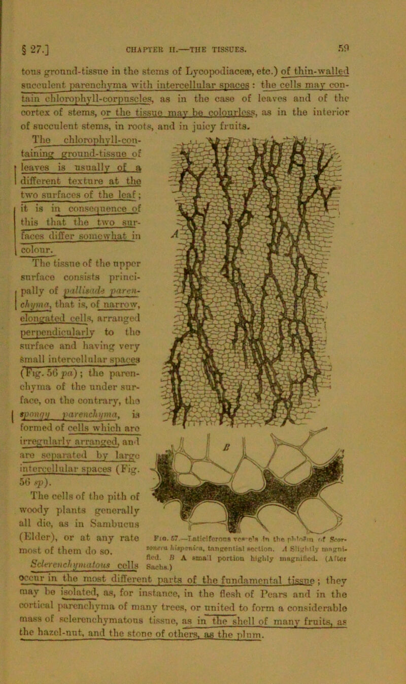 tons gronwl-tissue in the steras of Lycopodiacea?, etc.) of thin-walk-d sncculcnt parenchyma with intercellular snaces : the cells may con- tain ehlorophyll-corpnscles, as in the case of leaves and of the cortex of stems, or the tissuo may he eoloarloss. as in the interior of succulent stems, in roots, and in juicy frnits. Tlio chlorophyll-con- taining gronnd-tissne of t leaves is nsually of a I different textnre at the two surfaces of the leaf; it is in conscqnence of this that the two snr- faccs differ somewhat in colonr. The tissne of the npper snrfaco consists prinei- pally of puUisnd-i puren- ehyma, that is, of narrmv, elongatod cells. arranged perpcndicularly to tho snrface and having very small intercelliilar spare« (Fig. 56 pa) ; tho paren- chyrna of the nnder sur- face, on the contrary, the tpnnqy parencluiniii, is formed of cells whieh are irregnlarly arranged, and are soparated by largo intercellular snaces (Fig. 5ti sp). The cells of tho pith of vvoody plants general ly all die, as in Sambucus (Ehler), or at any rato most of them do SO *on*ra /i/*p<inv-a, tangential »cction. A SHgltlly tnnjrni. £, fleil. B A sma’.l portion highly niagiaßeti. (After carraicln/matous cells Such*.) Occnr in the most different parts of the fundamental tissne ; they may bo isolated, as, for instance, in the flesh of Pears and in the oortical parenehyma of many trees, or nnited to form a considcrable mass of Rclerenchymatous tissne, as in tlie shell of man}’ frnits, as the hazcl-nnt, and the stono of othere, ae the plnm.