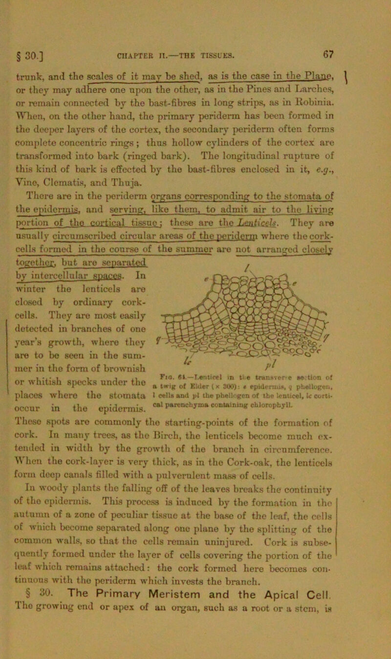 trank, anil the scales of it mav be shed, as is the case in the Plane, or they mav adhere one upon the other, as in the Pines and Larches, or remain connected by the bast-fibres in long strips, as in llobinia. Whon, on the other hand, the primary periderm has been formed in the deeper layers of the cortex, the secondary* periderm often forms completo concentric rings ; thns hollow cylinders of the cortex are transformed into bark (ringed bark). The longitudinal rupture of this kind of bark is effected by the bast-fibres enclosed in it, e.ij., Vine, Clematis, and Thuja. There are in the periderm organs corresponding to the stomata of the epidermis. and scrving, bke them, to admit air to the living Portion of the cortical tissue: these are the Lmliczli- They are nsually circnmscribed circular areas of the periderm where the cork- cells formed in the course of the sumnier are not arranged closelv togother. but aro senarated by intercellnlar spaces. In yvinter the lenticels ai*e closed by ordinary cork- cells. They are most easily detected in branches of one year’s growth, where they are to be seen in the Sum- mer in the form of brownish or whitish specks under the places where the stomata occur in the epidermis. Fio. 61.—I.enticel in tie tran»ver:e so tion of a Iwig of Ekler (x 300): * epidermis, q pheüogen, l cells and pl the phelkgen of the lenticel, U oorti- cal parcnchyma containing Chlorophyll. These spots aro commonly the starting-points of the formation of cork. In many trees, as the Birch, the lenticels become much cx- tended in width by the growth of the branch in cirenmference. When the cork-layer is very thick, as in the Cork-oak, the lenticels form deep canals filled with a pulveralent mass of cells. In woody plants the falling off of the leaves breaks the continuity of the epidermis. This proccs3 is indneed by the formation in the autumn of a zono of pcculiar tissue at the base of the leaf, the cells of which become sepamted along one plane by the Splitting of the common walls, so tliat the cells remain uninjured. Cork is subse- quently formed under the layer of cells covering the portion of the leaf which remains attached: the cork formed here becomes con- tinuous with the periderm which invests the branch. § 30. The Primary Meristem and the Apical Cell. 1 ho growiug end or apex of au orgnn, such as a root or a stem, is