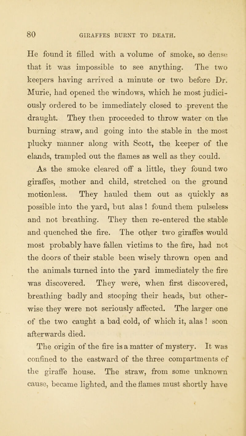 He found it filled with a volume of smoke, so denser that it was impossible to see anything. The two keepers having arrived a minute or two before Dr. Murie, had opened the windows, which he most judici- ously ordered to be immediately closed to prevent the draught. They then proceeded to throw water on the burning straw, and going into the stable in the most plucky manner along with Scott, the keeper of the elands, trampled out the flames as well as they could. As the smoke cleared off a little, they found two giraffes, mother and child, stretched on the ground motionless. They hauled them out as quickly as possible into the yard, but alas ! found them pulseless and not breathing. They then re-entered the stable and quenched the fire. The other two giraffes would most probably have fallen victims to the fire, had not the doors of their stable been wisely thrown open and the animals turned into the yard immediately the fire was discovered. They were, when first discovered, breathing badly and stooping their heads, but other- wise they were not seriously affected. The larger one of the two caught a bad cold, of which it, alas ! soon afterwards died. The origin of the fire is a matter of mystery. It was confined to the eastward of the three compartments of the giraffe house. The straw, from some unknown cause, became lighted, and the flames must shortly have