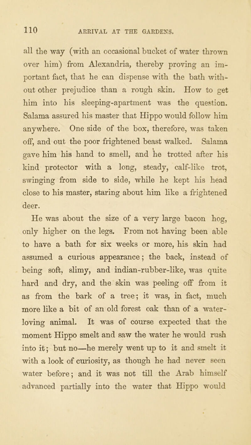 ARRIVAL AT THE GARDENS. all the way (with an occasional bucket of water thro^vn over him) from Alexandria, thereby proving an im- portant fact, that he can dispense with the bath with- out other prejudice than a rough skin. How to get him into his sleeping-apartment was the question. Salama assured his master that Hippo would follow him anywhere. One side of the box, therefore, was taken off, and out the poor frightened beast walked. Salama gave him his hand to smell, and he trotted after his kind protector with a long, steady, calf-like trot, swinging from side to side, while he kept his head close to his master, staring about him like a frightened deer. He was about the size of a very large bacon hog, only higher on the legs. From not having been able to have a bath for six weeks or more, his skin had assumed a curious appearance; the back, instead of being soft, slimy, and indian-rubber-like, was quite hard and dry, and the skin was peeling off from it as from the bark of a tree; it was, in fact, much more like a bit of an old forest oak than of a water- loving animal. It was of course expected that the moment Hippo smelt and saw the water he would rush into it; but no—he merely went up to it and smelt it with a look of curiosity, as though he had never seen water before; and it was not till the Arab himself advanced partially into the water that Hippo would