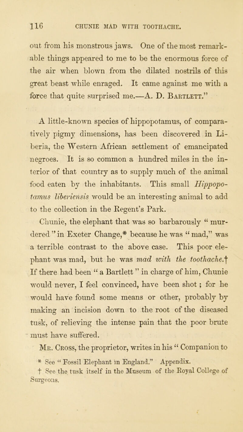 out from his monstrous jaws. One of the most remark- able things appeared to me to be the enormous force of the air when blown from the dilated nostrils of this great beast while enraged. It came against me with a force that quite surprised me.—A. D. Bartlett.” A little-known species of hippopotamus, of compara- tively pigmy dimensions, has been discovered in Li- beria, the Western African settlement of emancipated nesroes. It is so common a hundred miles in the in- terior of that country as to supply much of the animal food eaten by the inhabitants. This small Hippopo- tamus liheriensis would be an interesting animal to add to the collection in the Kegent’s Park. Chunie, the elephant that was so barbarously “ mur- dered” in Exeter Change,* because he was “mad,” was a terrible contrast to the above case. This poor ele- phant was mad, but he was mad tvith the toothache.^ If there had been “ a Bartlett ” in charge of him, Chunie wmuld never, I feel convinced, have been shot; for he would have found some means or other, probably by making an incision down to the root of the diseased tusk, of relieving the intense pain that the poor brute must have suffered. Mr. Cross, the proprietor, writes in his “ Companion to * See “ Possil Elephant in England.” Appendix. t See the tusk itself in the Museum of the Eoyal College of Surgeons.