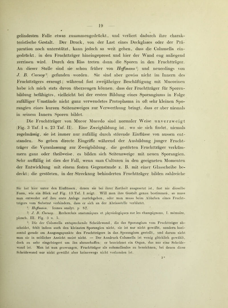 gelindesten Falle etwas zusanimengedrückt, und verliert dadurch ihre charak- teristische Gestalt. Der Druck, von der Last eines Deckglases oder der Prä- pfiration noch unterstützt, kann jedoch so weit gehen, dass die Columella ein- gedrückt, in den Fruchtträger hineingepresst und hier der Wand eng anliegend zerrissen wird. Durch den Riss treten dann die Sporen in den Fruchtträger. Au dieser Stelle sind sie schon früher von Hoffmann^) und neuerdings von J. B. Canioy’^) gefunden worden. Sie sind aber gewiss nicht im Innern des Fruchtträgers erzeugt; während fast zweijähriger Beschäftigung mit Mucorinen habe ich mich stets davon überzeugen können, dass der Fruchtträger für Sporeii- bildung befähigtes, vielleicht bei der ersten Bildung eines Sporangiums in Folge zufälliger Umstände nicht ganz verwendetes Protoplasma in oft sehr kleinen Spo- rangien eines kurzen Seitenzweiges zur Verwerthuug bringt, dass er aber niemals in seinem Innern Sporen bildet. Die Fruchtträger von Mucor Mucedo sind normaler Weise unverzweigt (Fig. 3 Taf. I u. 23 Taf. II). Eine Zweigbildung ist, wo sie sich findet, niemals regelmässig, sie ist immer nur zufällig durch störende Einflüsse von aussen ent- standen. So geben directe Eingriffe während der Ausbildung junger Frucht- träger die Veranlassung zur Zweigbildung, die gestörten Fruchtträger verküm- mern ganz oder theilweise, es bilden sich Seitenzweige mit neuen Sporangien. Selir auffällig ist dies der Fall, wenn man Culturen in den geeigneten Momenten der Entwicklung mit einem festen Gegenstände z. B. mit einer Glasscheibe be- deckt; die gestörten, in der Streckung behinderten Fruchtträger bilden zahlreiche Sie hat hier unter den Einflüssen, denen sie bei ihrer' Zartheit ausgesetzt ist, fast nie dieselbe Form, wie ein Blick auf Fig. 13 Taf. I zeigt. Will man ihre Gestalt. genau bestimmen, so muss man entweder auf ihre erste Anlage zurückgehen, oder man muss beim Abheben eines Frucht- trägers vom' Substrat verhindern, dass er sich an der Abrissstelle verblutet. ') Haffmann. Icones analyt. p 82. '-) J. B. Camay. Recherches anatomiques et physiologiques sur les Champignons, I. memoire, planch. III. Fig. 3 u. 5. •^) Die der Columella entsprechende Scheidewand, die das Sporangium vom Fruchtträger ab- scheidet, fehlt indess auch den kleinsten Sporangien nicht, sie ist nur nicht gewölbt, sondern hori- zontal gerade am Ausgangspunkte des Fruchtträgers in das. Sporangium gestellt, und darum sieht man sie in seitlicher Ansicht meist nicht. — Der Ausdruck Columella ist wenig glücklich gewählt, doch zu sehr eingebürgert um ihn abzuschaffen; er bezeichnet ein Organ, das nur eine Scheide- wand ist. Man ist nun gezwungen, Fruchtträger als columellenlos zu bezeichnen, bei denen diese Scheidewand• nur nicht gewölbt aber keineswegs nicht vorhanden ist. 3*