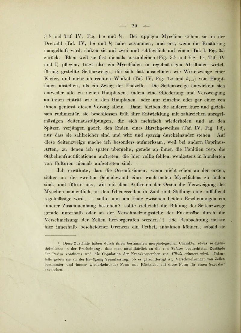 3 h und Taf. IV, Fig. 1 a und h). Bei üppigen Mycelien stehen sie in der Dreizahl (Taf. IV, 1 a und h) nahe zusammen, und erst, wenn die Ernährung mangelhaft wird, sinken sie auf zwei und schliesslich auf einen (Taf. I, Fig. 3^») zurück. Eben weil sie fast niemals auszubleiben (Fig. 3 h und Fig. 1 c, Taf. IV und I) pflegen, trägt also ein Mycelfaden in regelmässigen Abständen wirtel- förmig gestellte Seitenzweige, die sich fast ausnehmen wie Wirtelzweige einer Kiefer, und mehr im rechten Winkel (Taf. IV, Fig. 1 a und 62-4) vom Haupt- faden abstehen, als ein Zweig der Endzeile. Die Seitenzweige entwickeln sicli entweder alle zu neuen Hauptaxen, indem eine Gliederung und Verzweigung an ihnen eintritt wie in den Hauptaxen, oder nur einzelne oder gar einer von ihnen geniesst diesen Vorzug allein. Dann bleiben die anderen kurz und gleich- sam rudimentär, sie beschliessen früh ihre Entwicklung mit zahlreichen unregel- mässigen Seitenausstülpungen, die sich mehrfach wiederholen und an den Spitzen verjüngen gleich den Enden eines Hirschgeweihes (Taf. IV, Fig. 1^?), nur dass sie zahlreicher sind und wirr und sparrig durcheinander stehen. Auf diese Seitenzweige mache ich besonders aufmerksam, weil bei andern Coprinus- Arten, zu denen ich später übergehe, gerade an ihnen die Conidien resp. die Stäbchenfructificationen auftreten, die hier völlig fehlen, wenigstens in hunderten von Culturen niemals aufgetreten sind. Ich erwähnte, dass die Oesenfusionen, wenn nicht schon an der ersten, sicher an der zweiten Scheidewand eines wachsenden Mycelfadens zu finden sind, und führte aus, wie mit dem Auftreten der Oesen die Verzweigung der Mycelien namentlich, an den Gliederzellen in Zahl und Stellung eine auffallend regelmässige wird, — sollte nun am Ende zwischen beiden Erscheinungen ein innerer Zusammenhang bestehen? sollte vielleicht die Bildung der Seitenzweige gerade unterhalb oder an der Verschmelzungsstelle der Fusionsöse durch die Verschmelzung der Zellen hervorgerufen werden?') Die Beobachtung mus.ste hier innerhalb bescheidener Grenzen ein Urtheil anbahnen können, sobald sie Diese Zustände haben durch ihren bestimmten morphologischen Charakter etwas so eigen- thümliches in der Erscheinung, dass man ufiwillkürlich an die von Tulasne beobachteten Zustände der Peziza confluens und die Copulation der Kranzkörperchen von Tillelia erinnert wird. Jeden- falls geben sie zu der Erwägung Veranlassung, ob es gerechtfertigt ist, Verschmelzungen von Zellen bestimmter und immer wiederkehrender Form mit Rücksicht auf diese Form für einen Sexualact anzusehen.