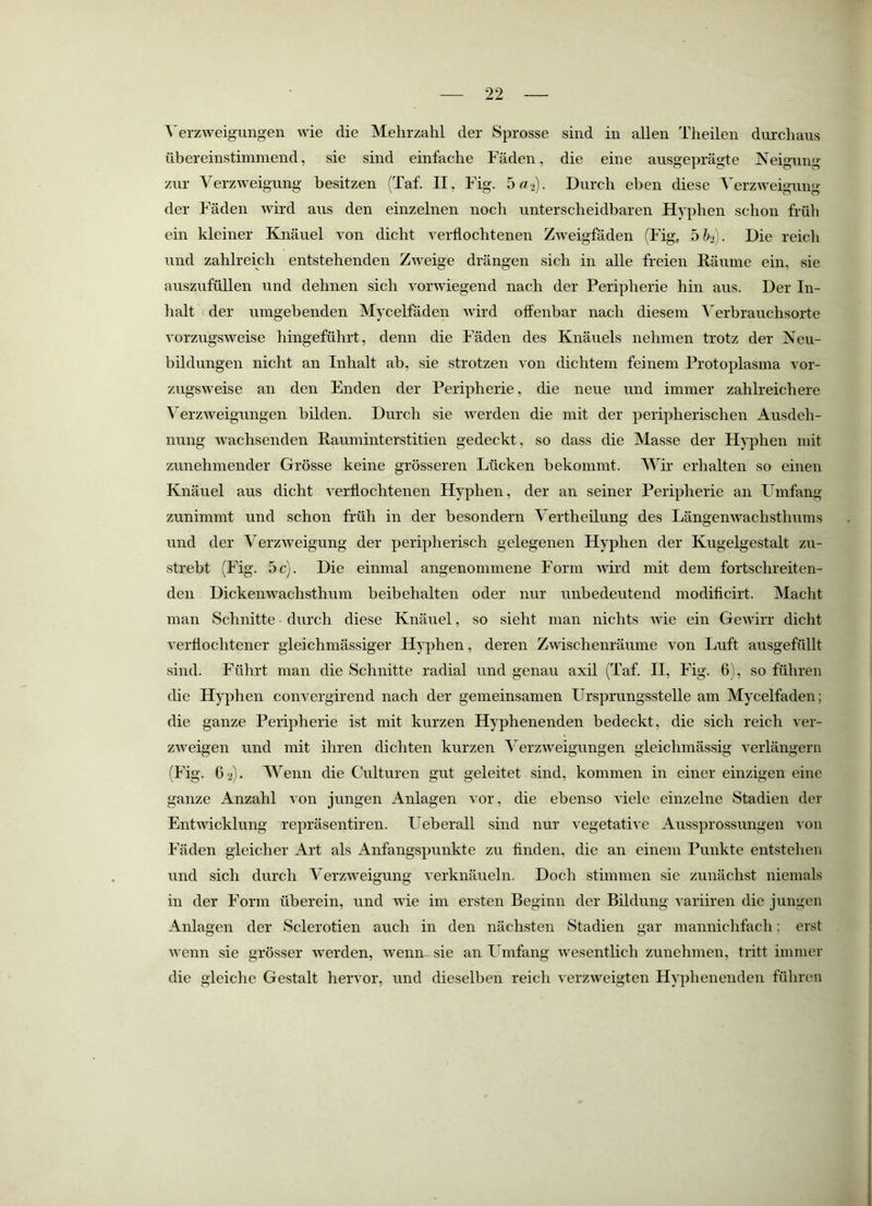 A^erzweigungen wie die Mehrzahl der Sprosse sind in allen Theilen durchaus übereinstimmend, sie sind einfache Fäden, die eine ausgeprägte Neigung zur Verzweigung besitzen (Taf. II, Fig. 5 «2). Durch eben diese Verzweigung der Fäden wird aus den einzelnen noch unterscheidbaren Hyphen schon früh ein kleiner Knäuel von dicht verflochtenen Zweigfäden (Fig, bbij. Die reich und zahlreich entstehenden Zweige drängen sich in alle freien Räume ein, sie auszufüllen und dehnen sich vorwiegend nach der Peripherie hin aus. Der In- halt der umgebenden Mycelfäden wird offenbar nach diesem 'S'erbrauchsorte vorzugsweise hingeführt, denn die Fäden des Knäuels nehmen trotz der Neu- bildungen nicht an Inhalt ab, sie strotzen von dichtem feinem Protoplasma vor- zugsAveise an den Enden der Peripherie, die neue und immer zahlreichere Verzweigungen bilden. Durch sie werden die mit der peripherischen Ausdeh- nung Avachsenden Rauminterstitien gedeckt, so dass die Masse der Hyphen mit zunehmender Grösse keine grösseren Lücken bekommt. Wir erhalten so einen Knäuel aus dicht A^erflochtenen Hyphen, der an seiner Peripherie an Umfang zunimmt und schon früh in der besondern Vertheilung des LängenAA^achstlmms und der VerzAveigung der peripherisch gelegenen Hyphen der Kugelgestalt zu- strebt (Fig. 5 c). Die einmal angenommene Form Avird mit dem fortschreiten- den DickeiiAvachsthum beibehalten oder nur unbedeutend modificirt. Macht man Schnitte durch diese Knäuel, so sieht man nichts Avie ein GeAAÜrr dicht verflochtener gleichmässiger Hyphen, deren ZAvischenräume von Luft ausgefüllt sind. Führt man die Schnitte radial und genau axil (Taf. II, Fig. 6), so führen die Hyphen convergirend nach der gemeinsamen Ursprungsstelle am Mycelfäden; die ganze Peripherie ist mit kurzen Hyphenenden bedeckt, die sich reich ver- ZAveigen und mit ihren dichten kurzen VerzAveigungen gleichmässig verlängern (Fig. 62). Wenn die Culturen gut geleitet sind, kommen in einer einzigen eine ganze Anzahl A on jungen Anlagen Aor, die ebenso A'iele einzelne Stadien der EntAvicklung repräsentiren. Ueberall sind nur vegetative Aussprossungen von Fäden gleicher Art als Anfangspunkte zu finden, die an einem Punkte entstehen und sich durch VerzAveigung A erknäueln. Doch stimmen sie zunächst niemals in der Form überein, und wie im ersten Beginn der Bildung variiren die jungen Anlagen der Sclerotien auch in den nächsten Stadien gar mannichfach; erst Avenn sie grösser Averden, Avenn sie an Umfang Avesentlich zunehmen, tritt immer die gleiche Gestalt hervor, und dieselben reich verzAveigten Hyphenenden führen