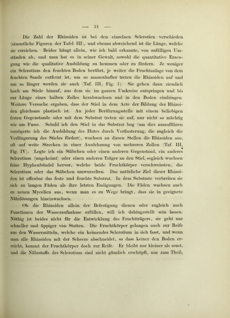 Die Zahl der Rhizoiden ist bei den einzelnen Sclerotien verschieden (sämmtliche Figuren der Tafel IIIj, und ebenso abweichend ist die Länge, welche sie erreichen. Beides hängt allein, wie ich bald erkannte, von zufälligen Um- ständen ab, und man hat es in seiner Gewalt, sowohl die quantitative Erzeu- gung wie die qualitative Ausbildung zu hemmen oder zu fördern. Je weniger ein Sclerotium den feuchten Boden berührt, je weiter die Fruchtanlage von dem feuchten Sande entfernt ist, um so massenhafter treten die Rhizoiden auf und um so länger werden sie auch (Taf. III , !)• Sie gehen dann ziemlich hoch am Stiele hinauf, aus dem sie im ganzen Umkreise entspringen und bis zur Länge eines halben Zolles herabwachsen und in den Boden eindringen. Weitere Versuche ergaben, dass der Stiel in dem Acte der Bildung der Rhizoi- den gleichsam plastisch ist. An jeder Berührungsstelle mit einem beliebigen festen Gegenstände oder mit dem Substrat treten sie auf, nur nicht so mächtig wie am Fusse. Sobald ich den Stiel in das Substrat bog (um dies auszuführen verzögerte ich die Ausbildung des Hutes durch Verfinsterung, die zugleich die Verlängerung des Stieles fördert), Avuchsen an diesen Stellen die Rhizoiden aus, oft auf weite Strecken in einer Ausdehnung von mehreren Zollen (Taf. III, Fig. IV). Legte ich ein Stäbchen oder einen anderen Gegenstand, ein anderes Sclerotium (ungekeimt) oder einen anderen Träger an den Stiel, sogleich wuchsen feine Hyphenbündel hervor, welche beide Fruchtkörper verschweissten, das Sclerotium oder das Stäbchen umwurzelten. Das natürliche Ziel dieser Rhizoi- den ist offenbar das feste und feuchte Substrat. In dem Substrate verbreiten sie sich zu langen Fäden als ihre letzten Endigungen. Die Fäden wachsen auch zu neuen Mycelien aus, wenn man es zu Wege bringt, dass sie in geeignete Nährlösungen hineinwachsen. Ob die Rhizoiden allein der Befestigung dienen oder zugleich auch Functionen der Wasseraufnahme erfüllen, will ich dahingestellt sein lassen. Nöthig ist beides nicht für die Entwicklung des Fruchtträgers, sie geht nur schneller und üppiger von Statten. Die Fruchtkörper gelangen auch zur Reife aus den Wassermitteln, welche ein keimendes Sclerotium in sich fasst, und wenn man alle Rhizoiden mit der Scheere abschneidet, so dass keiner den Boden er- reicht, kommt der Fruchtkörper doch zur Reife. Er bleibt nur kleiner als sonst, und die Nährstoffe des Sclerotium sind nicht gänzlich erschöpft, nur zum Theil,