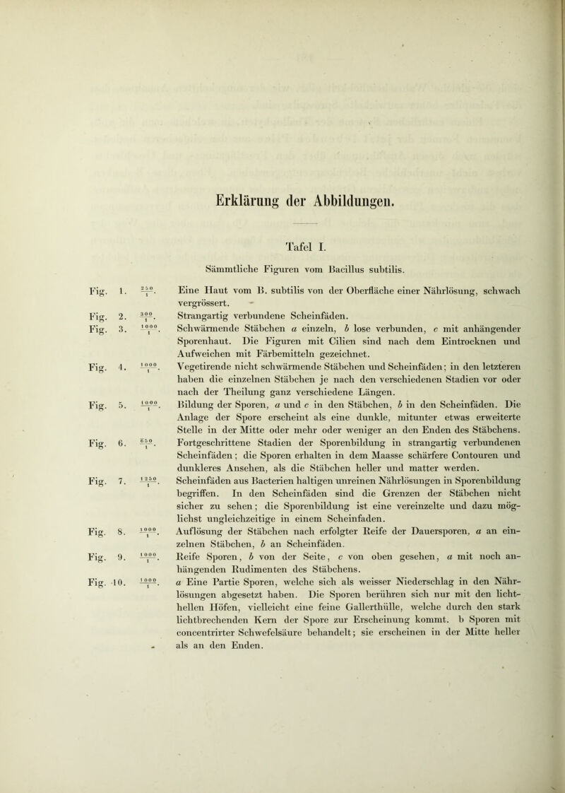 Erklärung der Abbildungen. Tafel I. Sämmtliche Figuren vom Bacillus subtilis. Eig. 1. 2 5 0 I * Eine Haut vom B. subtilis von der Oheidläclie einer Nährlösung, schwach vergrössert. Fig. 2. 300 Strangartig verbundene Scheinfäden. Fig. 3. t 000 1 Schwärmende Stäbchen a einzeln, h lose verbunden, c mit anhängender Sporenhaut. Die Figuren mit Cilien sind nach dem Eintrocknen und Aufweichen mit Eärhemitteln gezeichnet. Fig. 4. 1 000 1 • Vegetirende nicht schwärmende Stäbchen und Scheinfäden; in den letzteren haben die einzelnen Stäbchen je nach den verschiedenen Stadien vor oder nach der Theilung ganz verschiedene Längen. Fig. 5. 1 000 t Bildung der Sporen, a und c in den Stäbchen, h in den Scheinfäden. Die Anlage der Spore erscheint als eine dunkle, mitunter etwas erweiterte Stelle in der Mitte oder mehr oder weniger an den Enden des Stäbchens. Fig. 6. ^50 1 * Fortgeschrittene Stadien der Sporenhildung in strangartig verbundenen Scheinfäden; die Sporen erhalten in dem Maasse schärfere Contouren und dunkleres Ansehen, als die Stäbchen heller und matter werden. Fig. 7. 1250 1 * Scheinfäden aus Bacterien haltigen unreinen Nährlösungen in Sporenhildung begi'iffen. In den Scheinfäden sind die Grenzen der Stäbchen nicht sicher zu sehen; die Sporenhildung ist eine vereinzelte und dazu mög- lichst ungleichzeitige in einem Scheinfaden. Fig. 8. 1 000 1 Auflösung der Stäbchen nach erfolgter Reife der Dauersporen, a an ein- zelnen Stäbchen, h an Scheinfäden. Fig. 9. 1 000 1 Reife Sporen, h von der Seite, c von oben gesehen, a mit noch an- hängenden Rudimenten des Stäbchens. Fig. ■10. 1 OOP 1 a Eine Partie Sporen, welche sich als weisser Niederschlag in den Nähr- lösungen abgesetzt haben. Die Sporen berühi-en sich nur mit den licht- hellen Höfen, vielleicht eine feine Gallerthiille, welche durch den stark lichtbrechenden Kern der Spore zur Erscheinung kommt, h Sporen mit concentrirter Schwefelsäure behandelt; sie erscheinen in der Mitte heller als an den Enden. V,