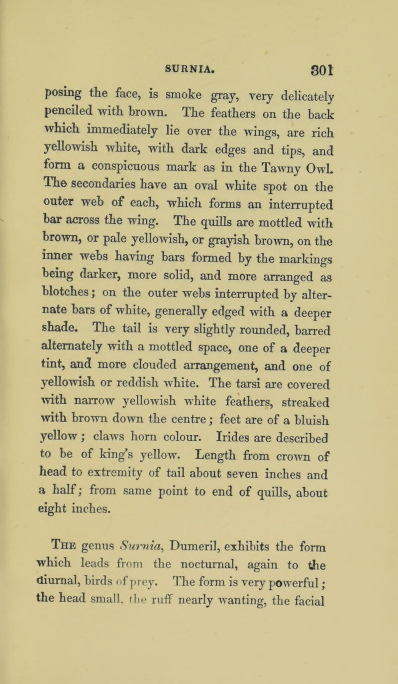 posing the face, is smoke gray, very delicately penciled with brown. The feathers on the back which immediately lie over the wings, are rich yellowish white, with dark edges and tips, and form a conspicuous mark as in the Tawny Owl. The secondaries have an oval white spot on the outer web of each, which forms an interrupted bar across the wing. The quills are mottled with brown, or pale yellowish, or grayish brown, on the inner webs having bars formed by the markings being darker, more solid, and more arranged as blotches; on the outer webs interrupted by alter- nate bars of white, generally edged with a deeper shade. The tail is very slightly rounded, barred alternately with a mottled space, one of a deeper tint, and more clouded arrangement, and one of yellowish or reddish white. The tarsi are covered with narrow yellowish white feathers, streaked with brown down the centre; feet are of a bluish yellow; claws horn colour. Irides are described to be of king’s yellow. Length from crown of head to extremity of tail about seven inches and a half; from same point to end of quills, about eight inches. The genus Surnia, Dumeril, exhibits the form which leads from the nocturnal, again to the diurnal, birds of prey. The form is very powerful; the head small, the ruff nearly wanting, the facial