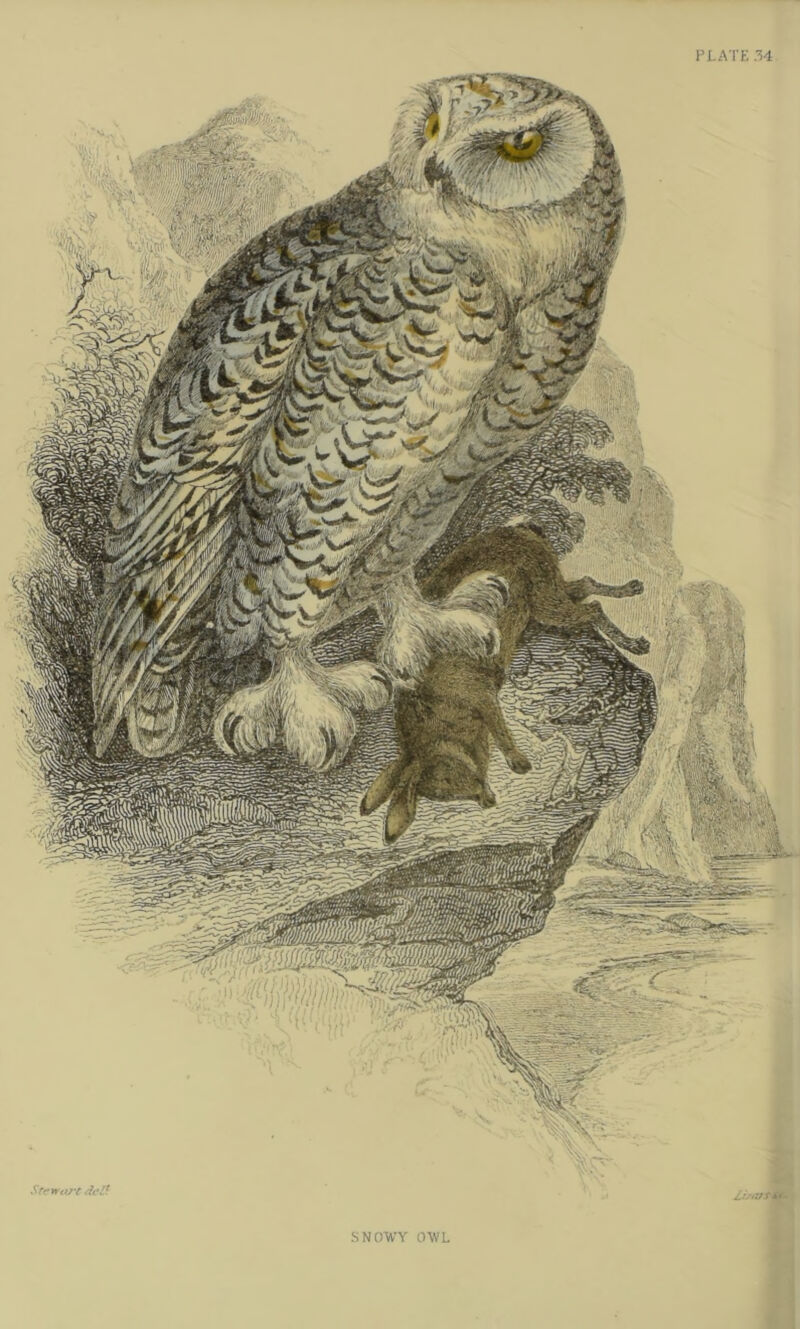 Stewcv't SNOWY OWL