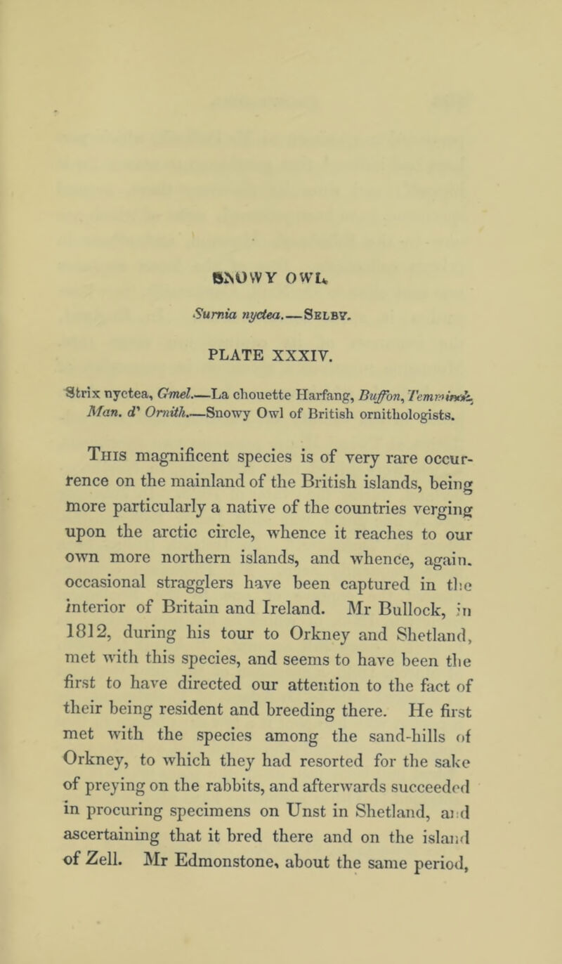 Sumia nyctea Selbv. PLATE XXXIY. Strix nyctea, Gmel—La chouette Harfang, Buffon, Temmindk. Man. d' Oniith—Snowy Owl of British ornithologists. This magnificent species is of very rare occur- rence on the mainland of the British islands, being more particularly a native of the countries verging upon the arctic circle, whence it reaches to our own more northern islands, and whence, again, occasional stragglers have been captured in the interior of Britain and Ireland. Mr Bullock, in 1812, during his tour to Orkney and Shetland, met with this species, and seems to have been the first to have directed our attention to the fact of their being resident and breeding there. He first met with the species among the sand-hills of Orkney, to which they had resorted for the sake of preying on the rabbits, and afterwards succeeded in procuring specimens on Unst in Shetland, ai d ascertaining that it bred there and on the island of Zell. Mr Edmonstone, about the same period,