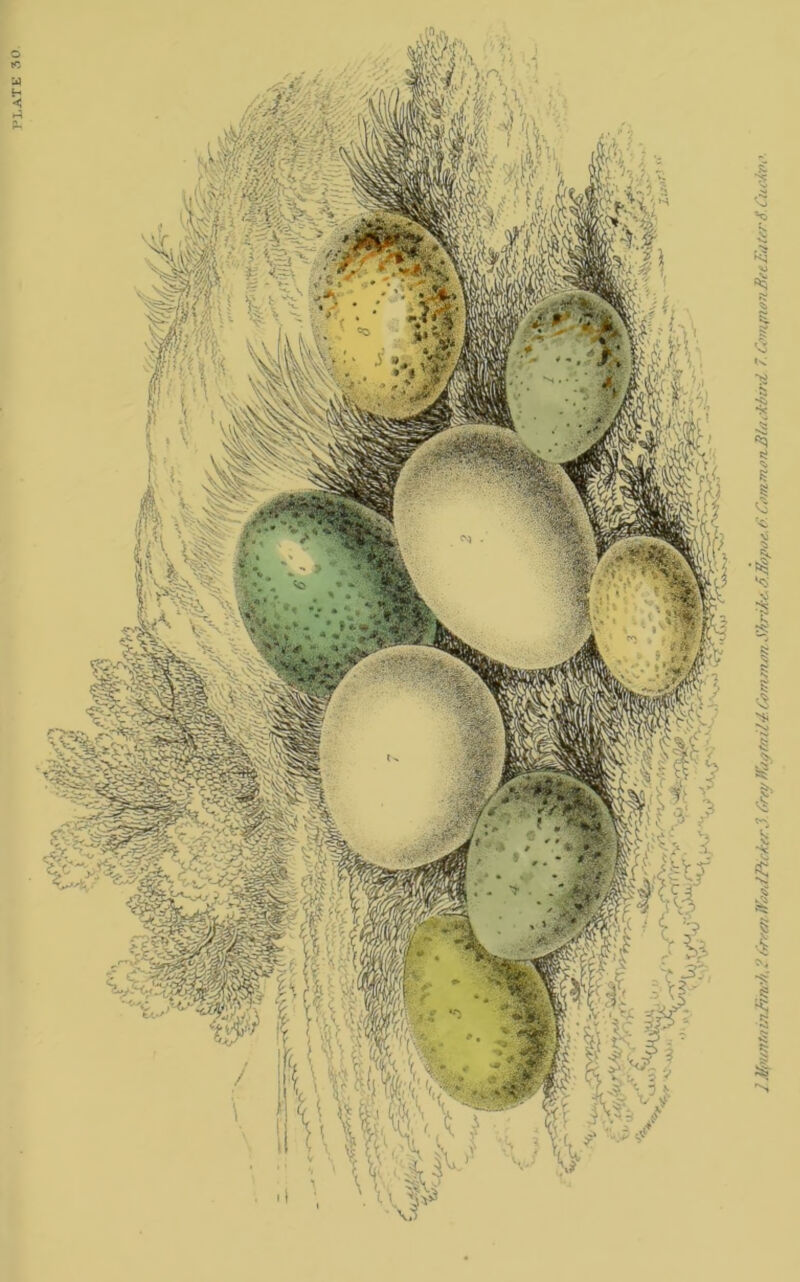 PLATE 30 2 Mpuntsi inlinek> ? Green* Wood2Pick//r3. Grey Wayfail4. Co nun mi Shrike, G.ffopoe, C. Com mo nBlackbird 7. Comjnon Bee Later S Cuckih ’■