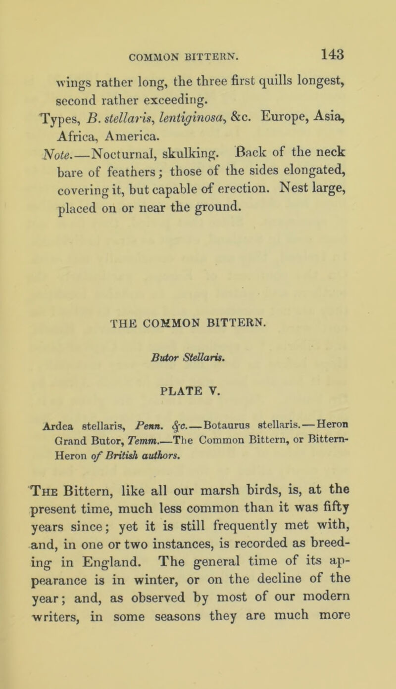 M’ings rather long, the three first quills longest, second rather exceeding. Types, B. stellaris, lentiginosa^ &c. Europe, Asia, Africa, America. Note.—Nocturnal, skulking. Back of the neck bare of feathers; those of the sides elongated, covering it, but capable of erection. Nest large, placed on or near the ground. THE COMMON BITTERN. Buior Stellaris. PLATE V. Ardea stellaris, FeHti. Botaurus stellaris.—Heron Grand Butor, Temm The Common Bittern, or Bittern- Heron of British authors. The Bittern, like all our marsh birds, is, at the present time, much less common than it was fifty years since; yet it is still frequently met with, and, in one or two instances, is recorded as breed- ing’ in England. The general time of its ap- pp.arance is in winter, or on the decline of the year; and, as observed by most of our modern writers, in some seasons they are much more