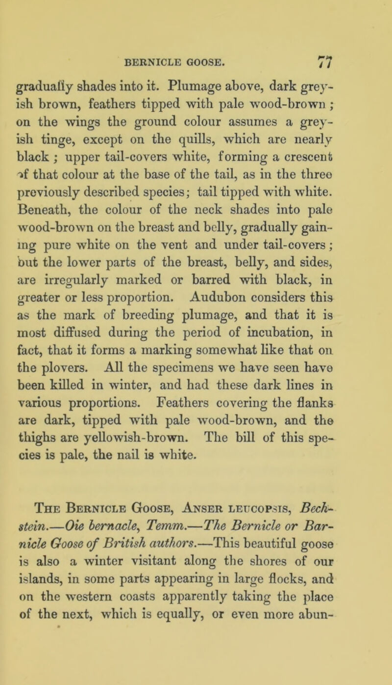 r-* gradually shades into it. Plumage above, dark grey- ish brown, feathers tipped with pale wood-brown ; on the wings the ground colour assumes a grey- ish tinge, except on the quills, which are nearly black ; upper tail-covers white, forming a crescent if that colour at the base of the tail, as in the threo previously described species; tail tipped with white. Beneath, the colour of the neck shades into pale wood-hrown on the breast and belly, gradually gain- ing pure white on the vent and under tail-covers ; but the lower parts of the breast, belly, and sides, are irregularly marked or barred with black, in greater or less proportion. Audubon considers this as the mark of breeding plumage, and that it is most diffused during the period of incubation, in fact, that it forms a marking somewhat like that on the plovers. All the specimens we have seen have been killed in winter, and had these dark lines in various proportions. Feathers covering the flanks are dark, tipped with pale -wood-brown, and the thighs are yellowish-brown. The bill of this spe- cies is pale, the nail is white. The Bernicle Goose, Anser leucopsis, Beck- stein.—Oie bemacle, Temm.—The Bernicle or Bar- nicle Goose of British authors.—This beautiful goose is also a winter visitant along the shores of our islands, in some parts appearing in large flocks, and on the western coasts apparently taking the place of the next, which is equally, or even more abun-