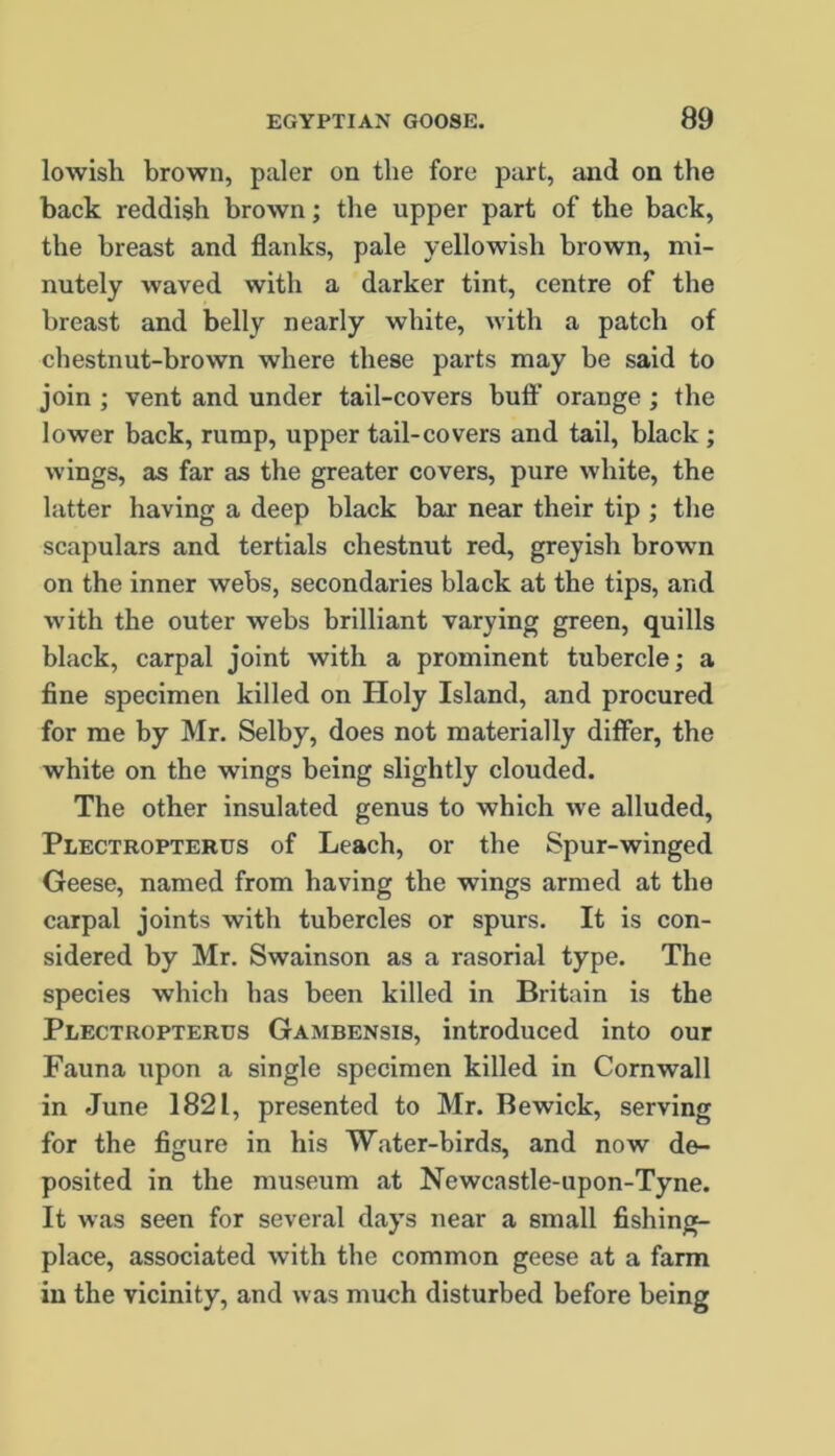 lowish brown, paler on the fore part, and on the back reddish brown; the upper part of the back, the breast and flanks, pale yellowish brown, mi- nutely waved with a darker tint, centre of the breast and belly nearly white, with a patch of chestnut-brown where these parts may be said to join ; vent and under tail-covers buff orange ; the lower back, rump, upper tail-covers and tail, black ; wings, as far as the greater covers, pure white, the latter having a deep black bar near their tip ; the scapulars and tertials chestnut red, greyish brown on the inner webs, secondaries black at the tips, and with the outer webs brilliant varying green, quills black, carpal joint with a prominent tubercle; a fine specimen killed on Holy Island, and procured for me by Mr. Selby, does not materially differ, the white on the wings being slightly clouded. The other insulated genus to which we alluded, Plectropterus of Leach, or the Spur-winged Geese, named from having the wings armed at the carpal joints with tubercles or spurs. It is con- sidered by Mr. Swainson as a rasorial type. The species which has been killed in Britain is the Plectropterus Gambensis, introduced into our Fauna upon a single specimen killed in Cornwall in June 1821, presented to Mr. Bewick, serving for the figure in his Water-birds, and now de- posited in the museum at Newcastle-upon-Tyne. It was seen for several days near a small fishing- place, associated with the common geese at a farm in the vicinity, and was much disturbed before being