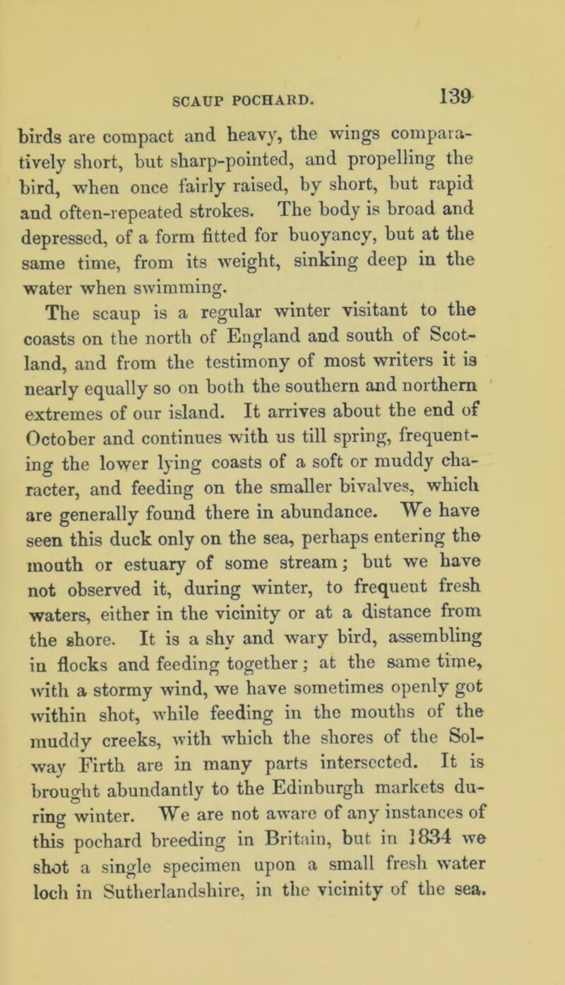 birds are compact and heavy, the wings compara- tively short, but sharp-pointed, and propelling the bird, -when once fairly raised, by short, but rapid and often-repeated strokes. The body is broad and depressed, of a form fitted for buoyancy, but at the same time, from its weight, sinking deep in the water when swimming. The scaup is a regular winter visitant to the coasts on the north of England and south of Scot- land, and from the testimony of most writers it is nearly equally so on both the southern and northern extremes of our island. It arrives about the end of October and continues with us till spring, frequent- ing the lower lying coasts of a soft or muddy cha- racter, and feeding on the smaller bivalves, which are generally found there in abundance. We have seen this duck only on the sea, perhaps entering the mouth or estuary of some stream; but we have not observed it, during winter, to frequent fresh waters, either in the vicinity or at a distance from the shore. It is a shy and wary bird, assembling in flocks and feeding together; at the same time, with a stormy wind, we have sometimes openly got within shot, while feeding in the mouths of the muddy creeks, with which the shores of the Sol- way Firth are in many parts intersected. It is brought abundantly to the Edinburgh markets du- ring winter. We are not aware of any instances of this pochard breeding in Britain, but in 1834 we shot a single specimen upon a small fresh water loch in Sutherlandshire, in the vicinity of the sea.