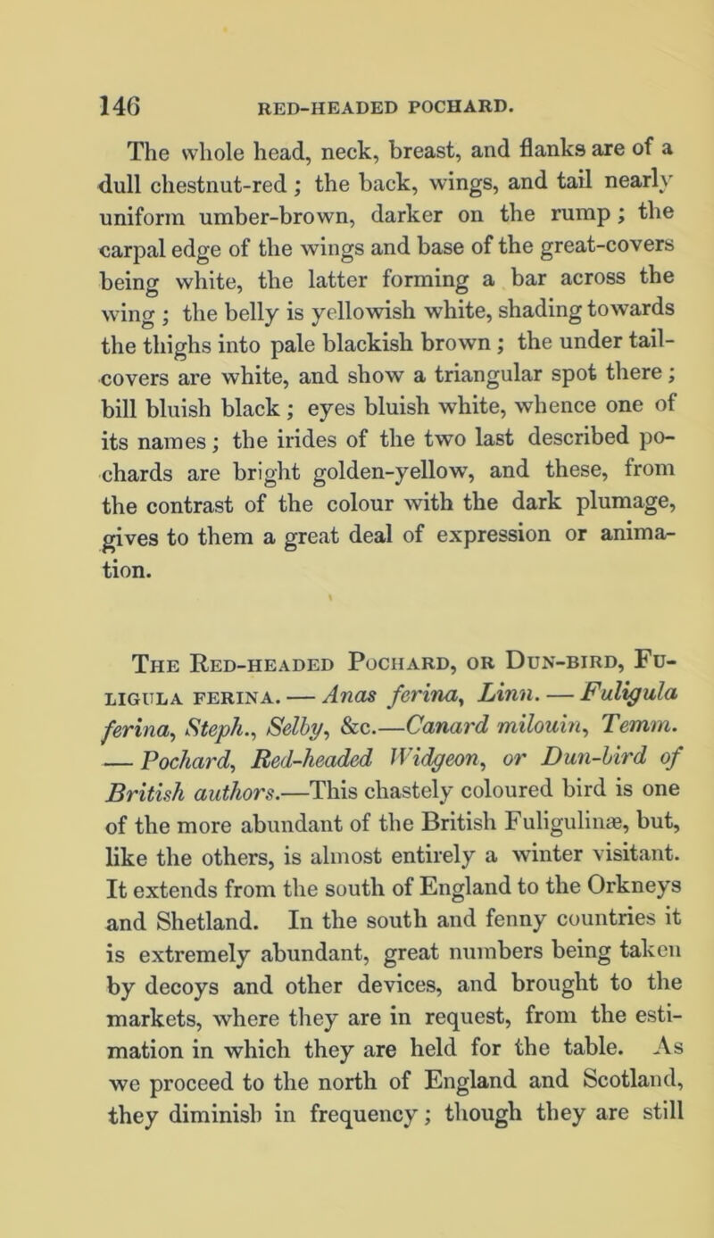 The whole head, neck, breast, and flanks are of a dull chestnut-red ; the back, wings, and tail nearly uniform umber-brown, darker on the rump ; the carpal edge of the wings and base of the great-covers being white, the latter forming a bar across the wing ; the belly is yellowish white, shading towards the thighs into pale blackish brown ; the under tail- covers are white, and show a triangular spot there; bill bluish black ; eyes bluish white, whence one of its names; the irides of the two last described po- chards are bright golden-yellow, and these, from the contrast of the colour with the dark plumage, gives to them a great deal of expression or anima- tion. The Red-headed Pochard, or Dun-bird, Fu- ligula ferina. — Anas ferina, Linn. — Fuligula ferina, Steph., Selby, &c.—Canard milouin, Temm. — Pochard, Red-headed Widgeon, or Dun-bird of British authors.—This chastely coloured bird is one of the more abundant of the British Fuligulinae, but, like the others, is almost entirely a winter visitant. It extends from the south of England to the Orkneys and Shetland. In the south and fenny countries it is extremely abundant, great numbers being taken by decoys and other devices, and brought to the markets, where they are in request, from the esti- mation in which they are held for the table. As we proceed to the north of England and Scotland, they diminish in frequency; though they are still