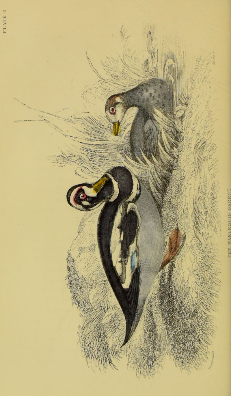 THE HARLEQUIN GARROT