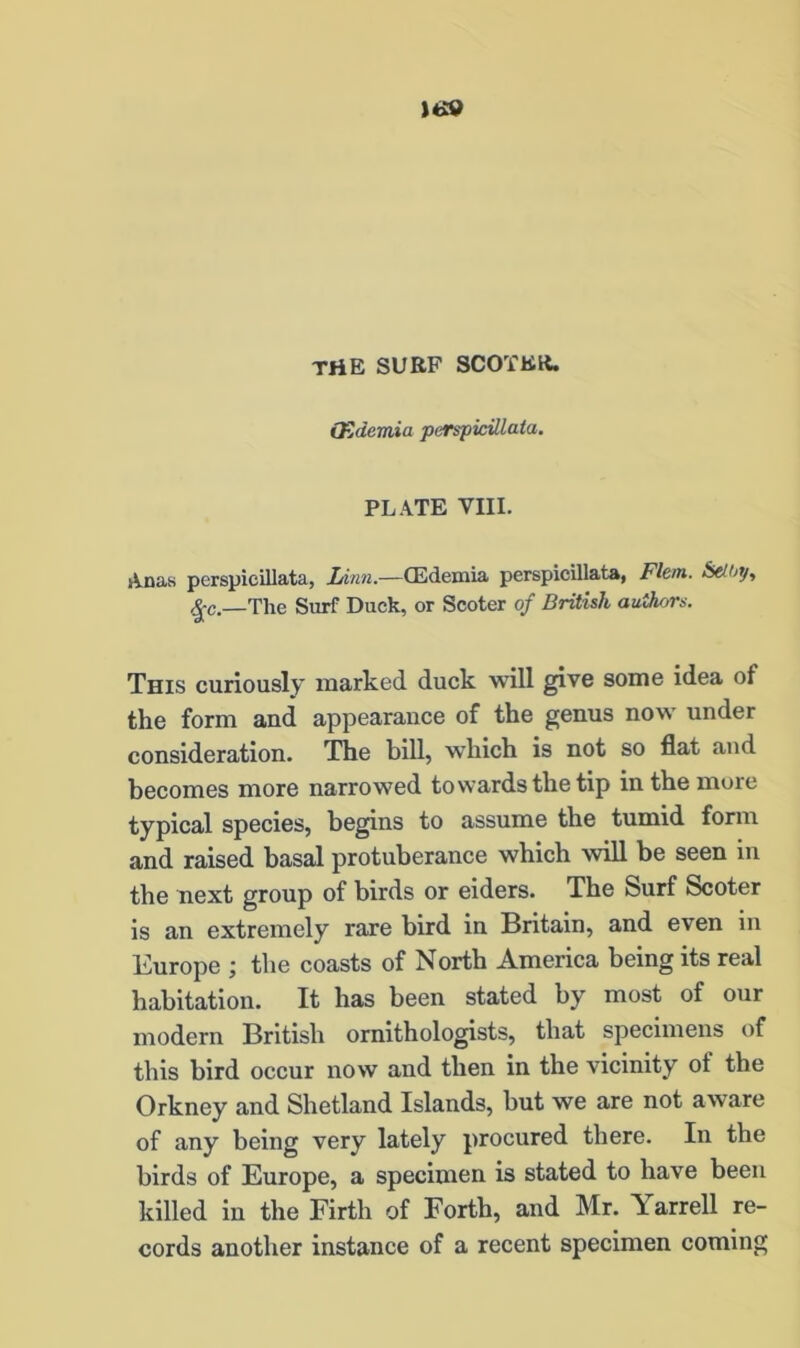 THE surf scoter. (Edemia perspicillata. PLATE VIII. Anas perspicillata, Linn.—(Edemia perspicillata, Flem. Selby, fyc —The Surf Duck, or Scoter of British authors. This curiously marked duck will give some idea ol the form and appearance of the genus now under consideration. The bill, which is not so fiat and becomes more narrowed towards the tip in the more typical species, begins to assume the tumid form and raised basal protuberance which will be seen in the next group of birds or eiders. The Surf Scoter is an extremely rare bird in Britain, and even in Europe ; the coasts of North America being its real habitation. It has been stated by most of our modern British ornithologists, that specimens of this bird occur now and then in the vicinity of the Orkney and Shetland Islands, but we are not aware of any being very lately procured there. In the birds of Europe, a specimen is stated to have been killed in the Firth of Forth, and Mr. Aarrell re- cords another instance of a recent specimen coming
