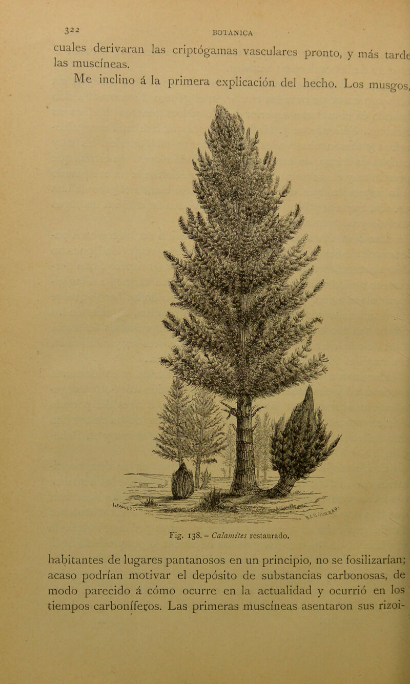 cuales derivaran las criptógamas vasculares pronto, y más tarde las muscíneas. Me inclino á la primera explicación del hecho. Los musgos, Fig. 138. - Calamites restaurado. habitantes de lugares pantanosos en un principio, no se fosilizarían; acaso podrían motivar el depósito de substancias carbonosas, de modo parecido á cómo ocurre en la actualidad y ocurrió en los tiempos carboníferos. Las primeras muscíneas asentaron sus rizoi-