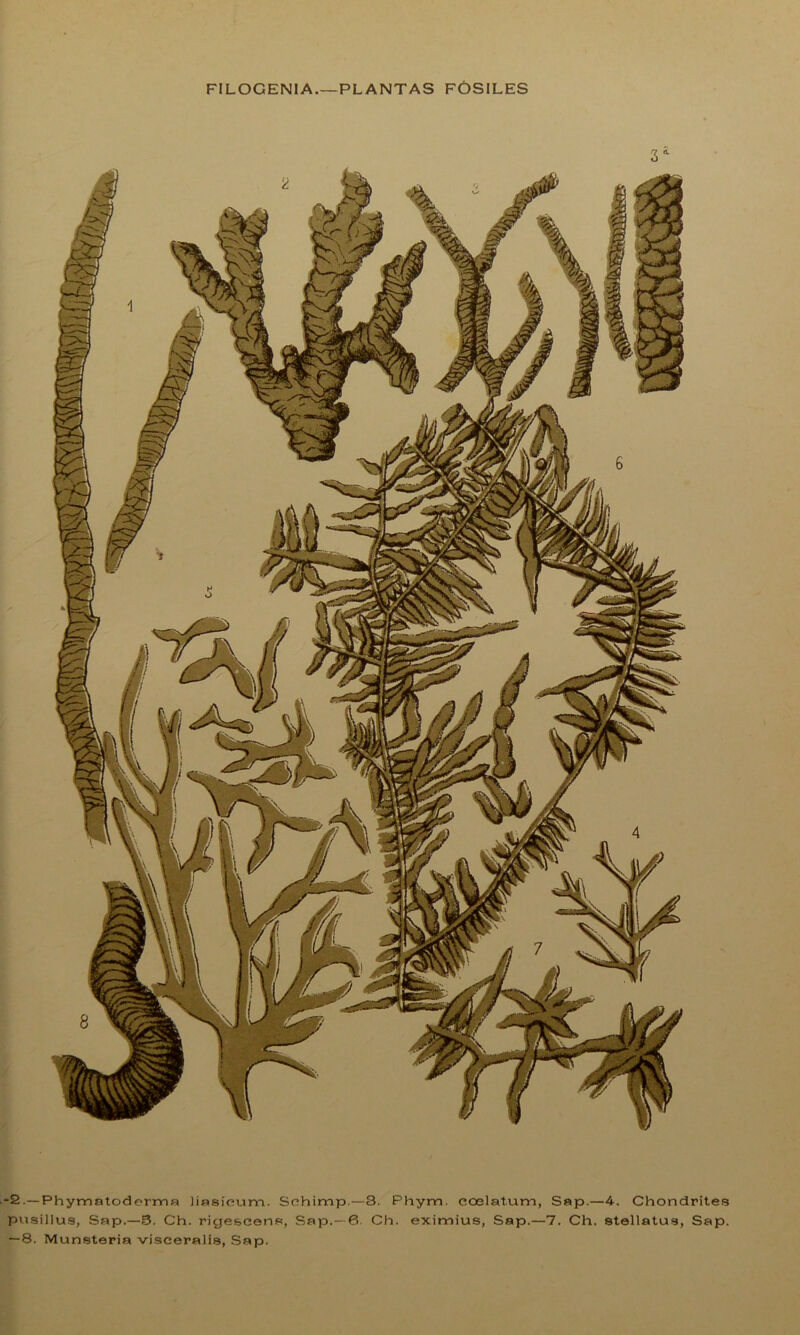 FILOGENIA.—PLANTAS FÓSILES 2.— Phymatoderma liasioum. Sehimp.—3. Phym. coelat.um, Sap.—4. Chondrites pusilJus, Sap.—3. Ch. rigescena, Sap.— 6. Ch. eximius, Sap.—7. Ch. stellatus, Sap. — 8. Munsteria viseeralis, Sap.