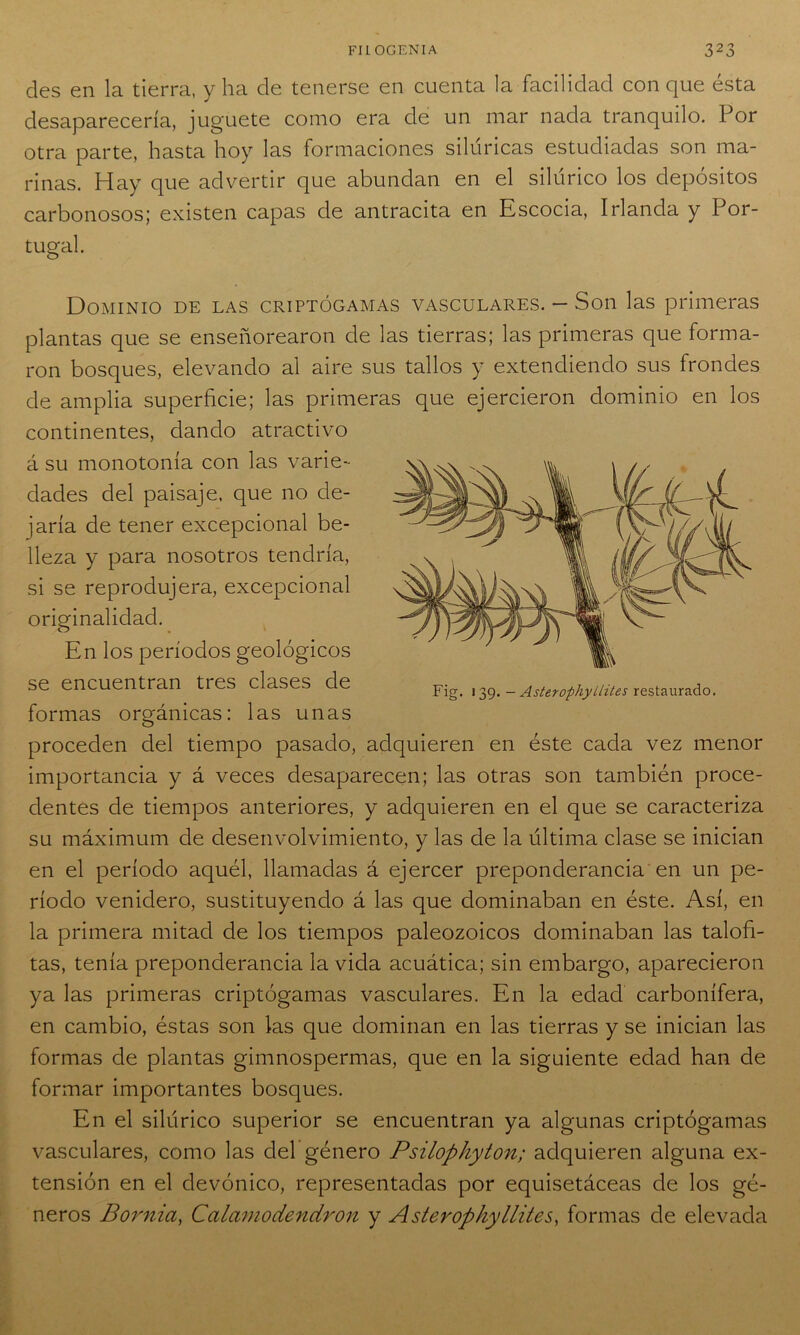 des en la tierra, y ha de tenerse en cuenta la facilidad con que ésta desaparecería, juguete como era de un mar nada tranquilo. Por otra parte, hasta hoy las formaciones silúricas estudiadas son ma- rinas. Hay que advertir que abundan en el silúrico los depósitos carbonosos; existen capas de antracita en Escocia, Irlanda y Por- tugal. Fig. 139. - AsterophyHites restaurado. Dominio de las criptógamas vasculares. - Son las primeras plantas que se enseñorearon de las tierras; las primeras que forma- ron bosques, elevando al aire sus tallos y extendiendo sus frondes de amplia superficie; las primeras que ejercieron dominio en los continentes, dando atractivo á su monotonía con las varie- dades del paisaje, que no de- jaría de tener excepcional be- lleza y para nosotros tendría, si se reprodujera, excepcional originalidad. En los períodos geológicos se encuentran tres clases de formas orgánicas: las unas proceden del tiempo pasado, adquieren en éste cada vez menor importancia y á veces desaparecen; las otras son también proce- dentes de tiempos anteriores, y adquieren en el que se caracteriza su máximum de desenvolvimiento, y las de la última clase se inician en el período aquél, llamadas á ejercer preponderancia en un pe- ríodo venidero, sustituyendo á las que dominaban en éste. Así, en la primera mitad de los tiempos paleozoicos dominaban las talofi- tas, tenía preponderancia la vida acuática; sin embargo, aparecieron ya las primeras criptógamas vasculares. En la edad carbonífera, en cambio, éstas son las que dominan en las tierras y se inician las formas de plantas gimnospermas, que en la siguiente edad han de formar importantes bosques. En el silúrico superior se encuentran ya algunas criptógamas vasculares, como las del género Psilophyton; adquieren alguna ex- tensión en el devónico, representadas por equisetáceas de los gé- neros Bornici, Calamodendron y Asterophyllites, formas de elevada