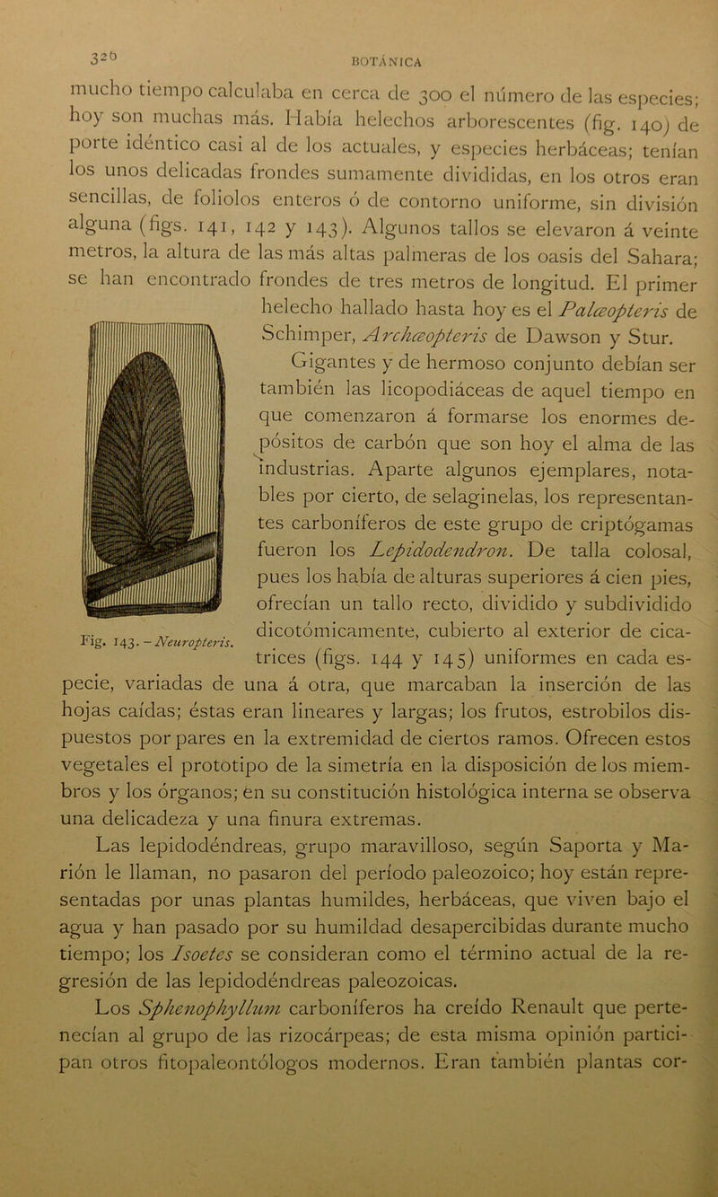 mucho tiempo calculaba en cerca de 300 el número de las especies; hoy son muchas más. Había heléchos arborescentes (fig. 14.0) de poite idéntico casi al de los actuales, y especies herbáceas; tenían los unos delicadas frondes sumamente divididas, en los otros eran sencillas, de folíolos enteros ó de contorno uniforme, sin división alguna (figs. 141, 142 y 143). Algunos tallos se elevaron á veinte metros, la altura de las más altas palmeras de los oasis del Sahara; se han encontrado frondes de tres metros de longitud. El primer helécho hallado hasta hoy es el Palceopteris de Schimper, Arckcsopteris de Dawson y Stur. Gigantes y de hermoso conjunto debían ser también las licopodiáceas de aquel tiempo en que comenzaron á formarse los enormes de- pósitos de carbón que son hoy el alma de las industrias. Aparte algunos ejemplares, nota- bles por cierto, de selaginelas, los representan- tes carboníferos de este grupo de criptógamas fueron los Lepidodendron. De talla colosal, pues los había de alturas superiores á cien pies, ofrecían un tallo recto, dividido y subdividido „r . dicotómicamente, cubierto al exterior de cica- Tig. 143. - Neuroptens. trices (figs. 144 y 145) uniformes en cada es- pecie, variadas de una á otra, que marcaban la inserción de las hojas caídas; éstas eran lineares y largas; los frutos, estróbilos dis- puestos por pares en la extremidad de ciertos ramos. Ofrecen estos vegetales el prototipo de la simetría en la disposición de los miem- bros y los órganos; én su constitución histológica interna se observa una delicadeza y una finura extremas. Las lepidodéndreas, grupo maravilloso, según Saporta y Ma- rión le llaman, no pasaron del período paleozoico; hoy están repre- sentadas por unas plantas humildes, herbáceas, que viven bajo el agua y han pasado por su humildad desapercibidas durante mucho tiempo; los Isoetes se consideran como el término actual de la re- gresión de las lepidodéndreas paleozoicas. Los Sphenop/iyllum carboníferos ha creído Renault que perte- necían al grupo de las rizocárpeas; de esta misma opinión partici- pan otros fitopaleontólogos modernos. Eran también plantas cor-
