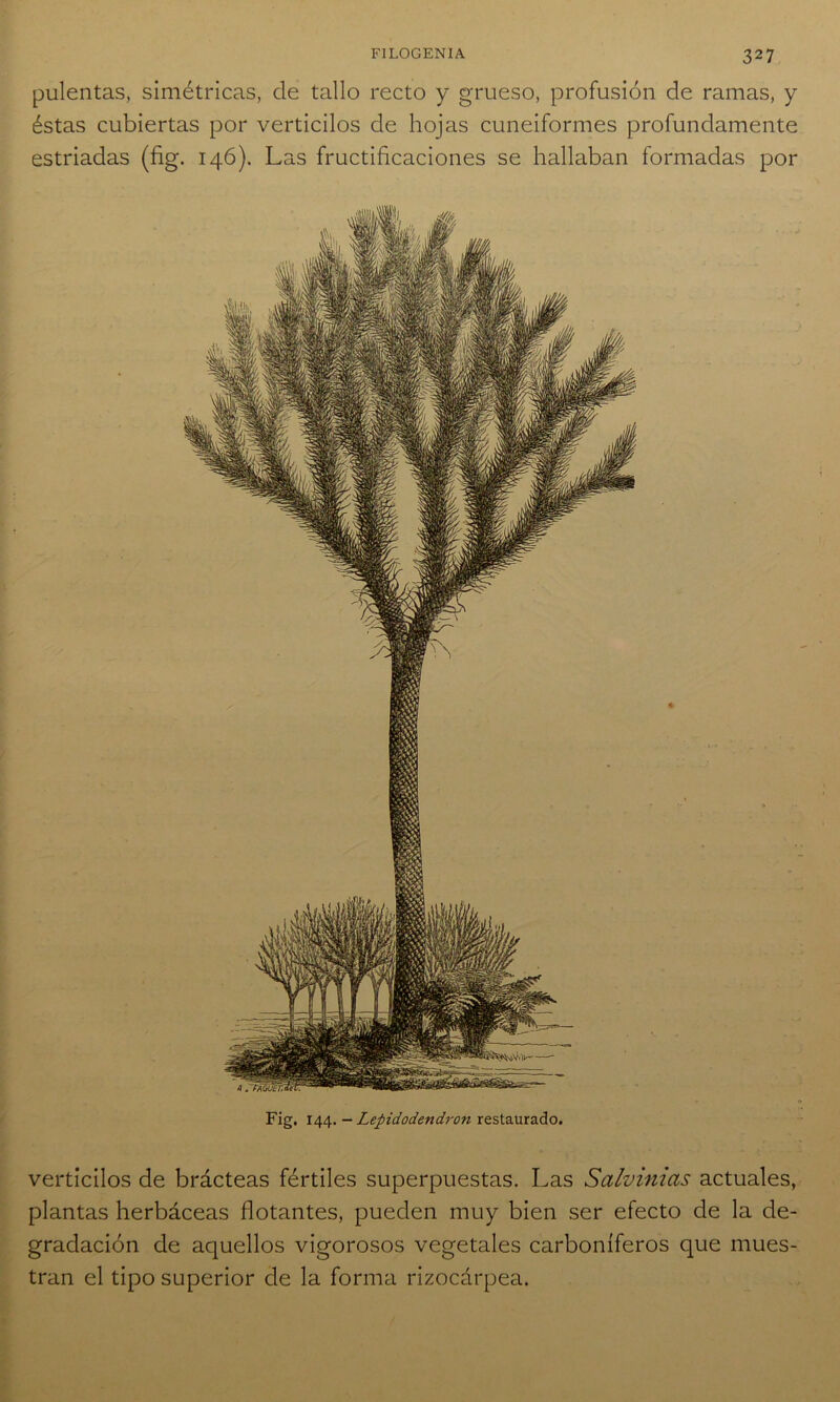 pulentas, simétricas, de tallo recto y grueso, profusión de ramas, y éstas cubiertas por verticilos de hojas cuneiformes profundamente estriadas (fig. 146). Las fructificaciones se hallaban formadas por Fig. 144. — Lepidodendron restaurado. verticilos de brácteas fértiles superpuestas. Las Salvinias actuales, plantas herbáceas flotantes, pueden muy bien ser efecto de la de- gradación de aquellos vigorosos vegetales carboníferos que mues- tran el tipo superior de la forma rizocárpea.