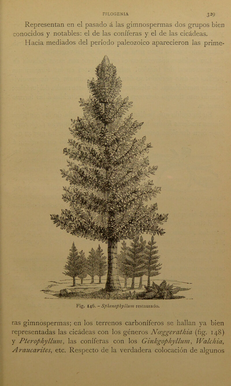 Representan en el pasado á las gimnospermas dos grupos bien conocidos y notables: el de las coniferas y el de las cicádeas. Hacia mediados del período paleozoico aparecieron las prime- Fig. 146. - Sphenophyllum restaurado. ras gimnospermas; en los terrenos carboníferos se hallan ya bien representadas las cicádeas con los géneros Nceggeratkia (fig. 148) y Pterophyllum, las coniferas con los Ginkgophyllum, Walchia, Araucarites, etc. Respecto de la verdadera colocación de algunos