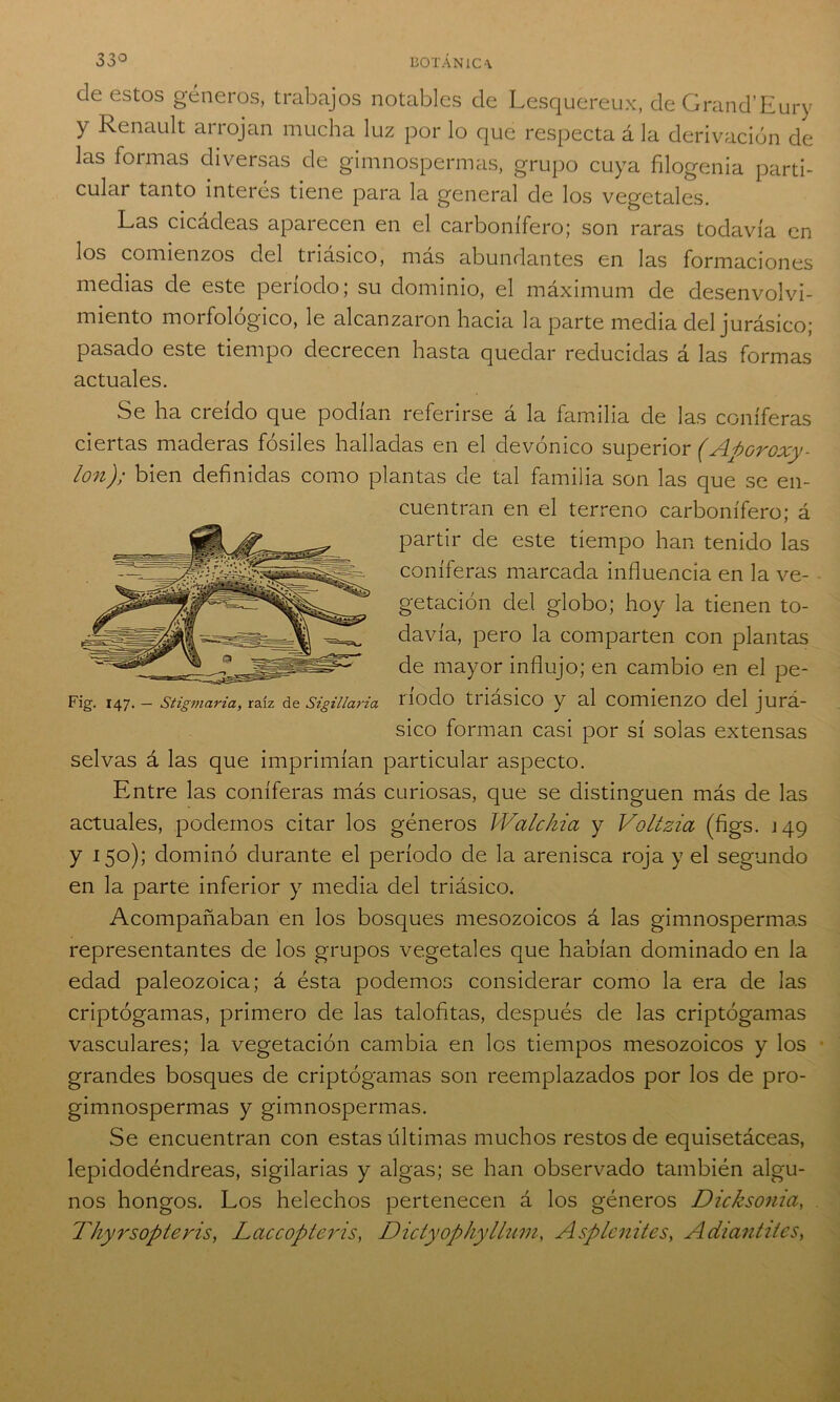 ele estos géneros, trabajos notables de Lesquereux, de Grand’Eury y Renault arrojan mucha luz por lo que respecta á la derivación de las formas diversas de gimnospermas, grupo cuya filogenia parti- cular tanto interés tiene para la general de los vegetales. Las cicádeas aparecen en el carbonífero; son raras todavía en los comienzos del tiiásico, mas abundantes en las formaciones medias de este período; su dominio, el máximum de desenvolvi- miento morfológico, le alcanzaron hacia la parte media del jurásico; pasado este tiempo decrecen hasta quedar reducidas á las formas actuales. Se ha creído que podían referirse á la familia de las coniferas ciertas maderas fósiles halladas en el devónico superior (Aporcxy- lon); bien definidas como plantas de tal familia son las que se en- cuentran en el terreno carbonífero; á partir de este tiempo han tenido las coniferas marcada influencia en la ve- getación del globo; hoy la tienen to- davía, pero la comparten con plantas de mayor influjo; en cambio en el pe- Fig. 147. — stigmaria, raíz d& sigiiiaria nodo tnasico y al comienzo del jura- sico forman casi por sí solas extensas selvas á las que imprimían particular aspecto. Entre las coniferas más curiosas, que se distinguen más de las actuales, podemos citar los géneros Walchia y Voltzici (figs. J49 y 150); dominó durante el período de la arenisca roja y el segundo en la parte inferior y media del triásico. Acompañaban en los bosques mesozoicos á las gimnospermas representantes de los grupos vegetales que habían dominado en la edad paleozoica; á ésta podemos considerar como la era de las criptógamas, primero de las talofitas, después de las criptógamas vasculares; la vegetación cambia en los tiempos mesozoicos y los grandes bosques de criptógamas son reemplazados por los de pro- gimnospermas y gimnospermas. Se encuentran con estas últimas muchos restos de equisetáceas, lepidodéndreas, sigilarías y algas; se han observado también algu- nos hongos. Los heléchos pertenecen á los géneros Dicksonia, Thyrsopteris, Lciccopteris, Dictyophyllum, Asplcnites, Adiantites,