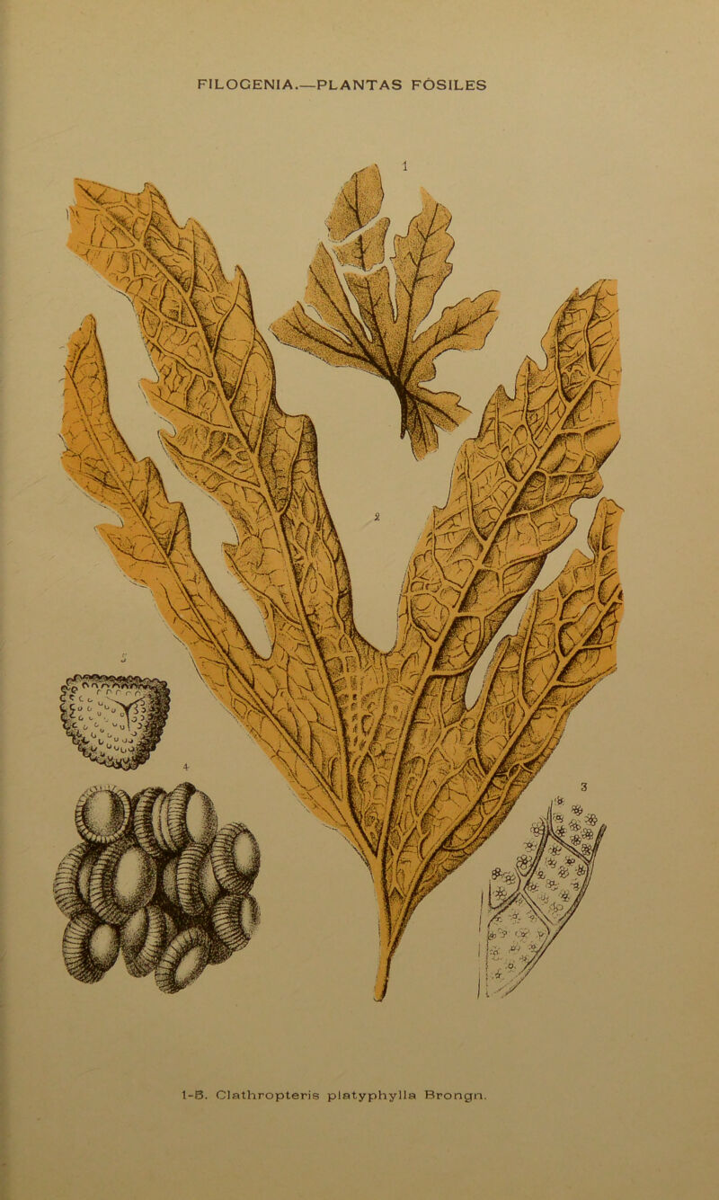 FILOGENIA.—PLANTAS FÓSILES 1-8. Clathropteris platyphylla Brongn.