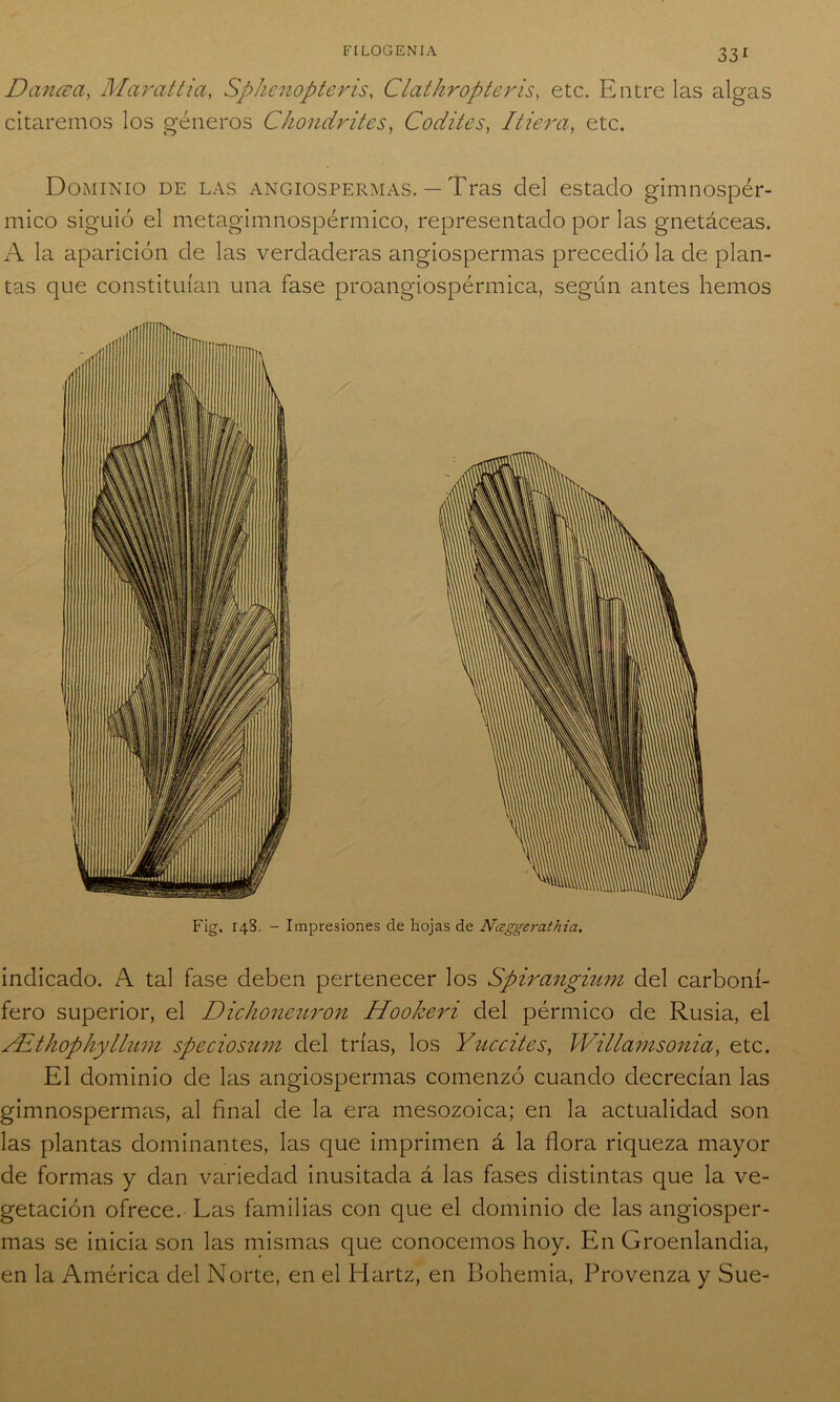Dcincza, Marattia, Sphenopteris, Ciathropteris, etc. Entre las algas citaremos los géneros Chondrites, Codi ¿es, Itiera, etc. Dominio de las angiospermas. — Tras del estado gimnospér- mico siguió el metagimnospérmico, representado por las gnetáceas. A la aparición de las verdaderas angiospermas precedió la de plan- tas que constituían una fase proangiospérmica, según antes hemos Fig. 14S. - Impresiones de hojas de Ntzggerathia. indicado. A tal fase deben pertenecer los Spirangium del carboní- fero superior, el Dichoneuron Hookeri del pérmico de Rusia, el YE thophyllum speciosum del trías, los Y aceites, Willamsonia, etc. El dominio de las angiospermas comenzó cuando decrecían las gimnospermas, al final de la era mesozoica; en la actualidad son las plantas dominantes, las que imprimen á la flora riqueza mayor de formas y dan variedad inusitada á las fases distintas que la ve- getación ofrece. Las familias con que el dominio de las angiosper- mas se inicia son las mismas que conocemos hoy. En Groenlandia, en la América del Norte, en el Hartz, en Bohemia, Pro venza y Sue-
